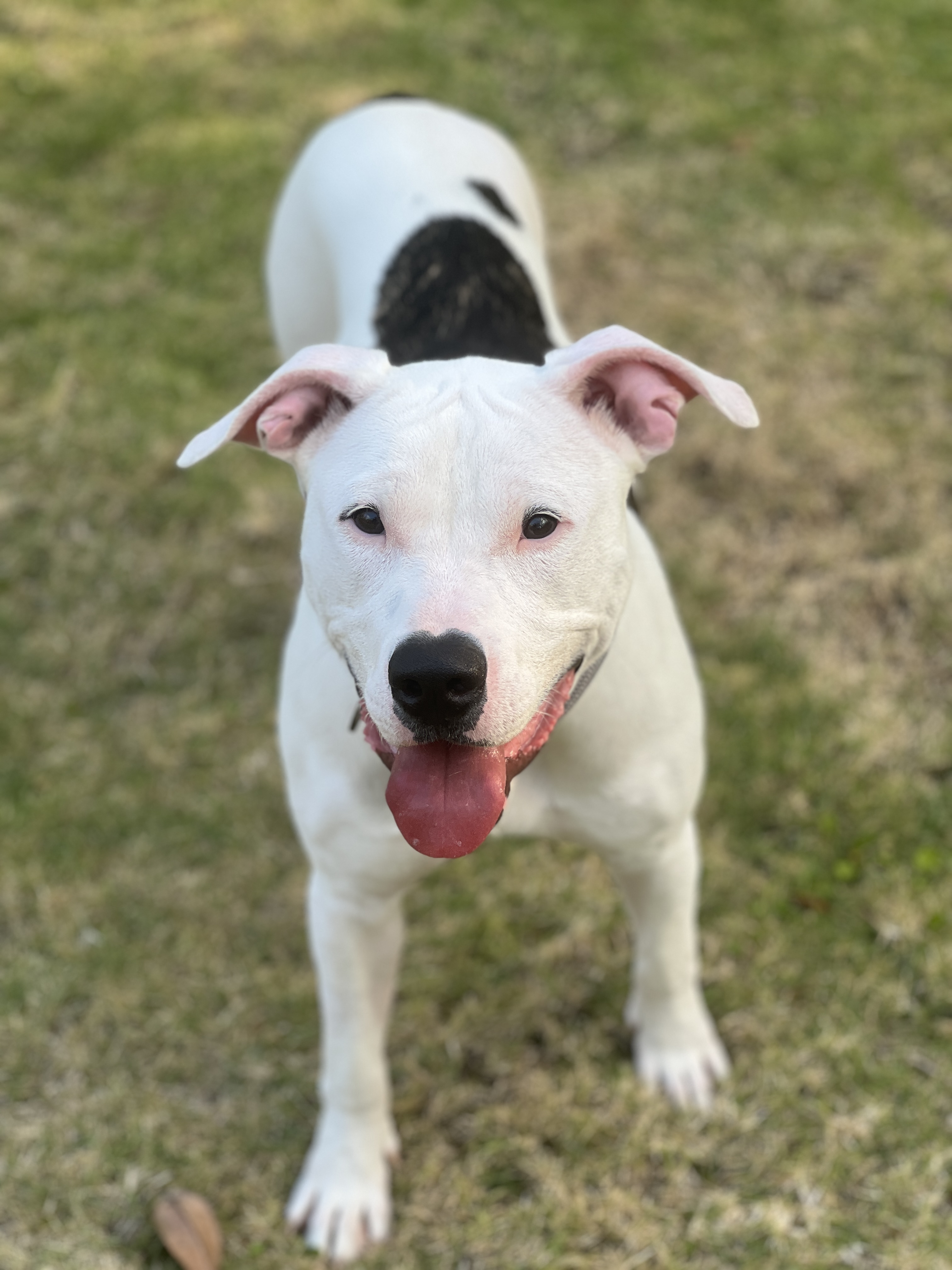 Scout A2544312, a Adopted Mixed Breed in Coral Gables, FL image 2/4