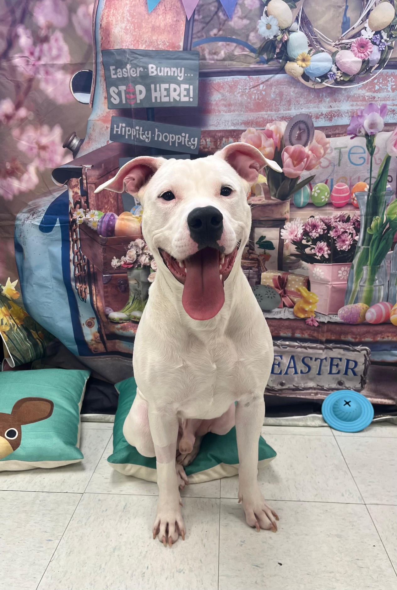 Scout A2544312, a Adopted Mixed Breed in Coral Gables, FL image 3/4