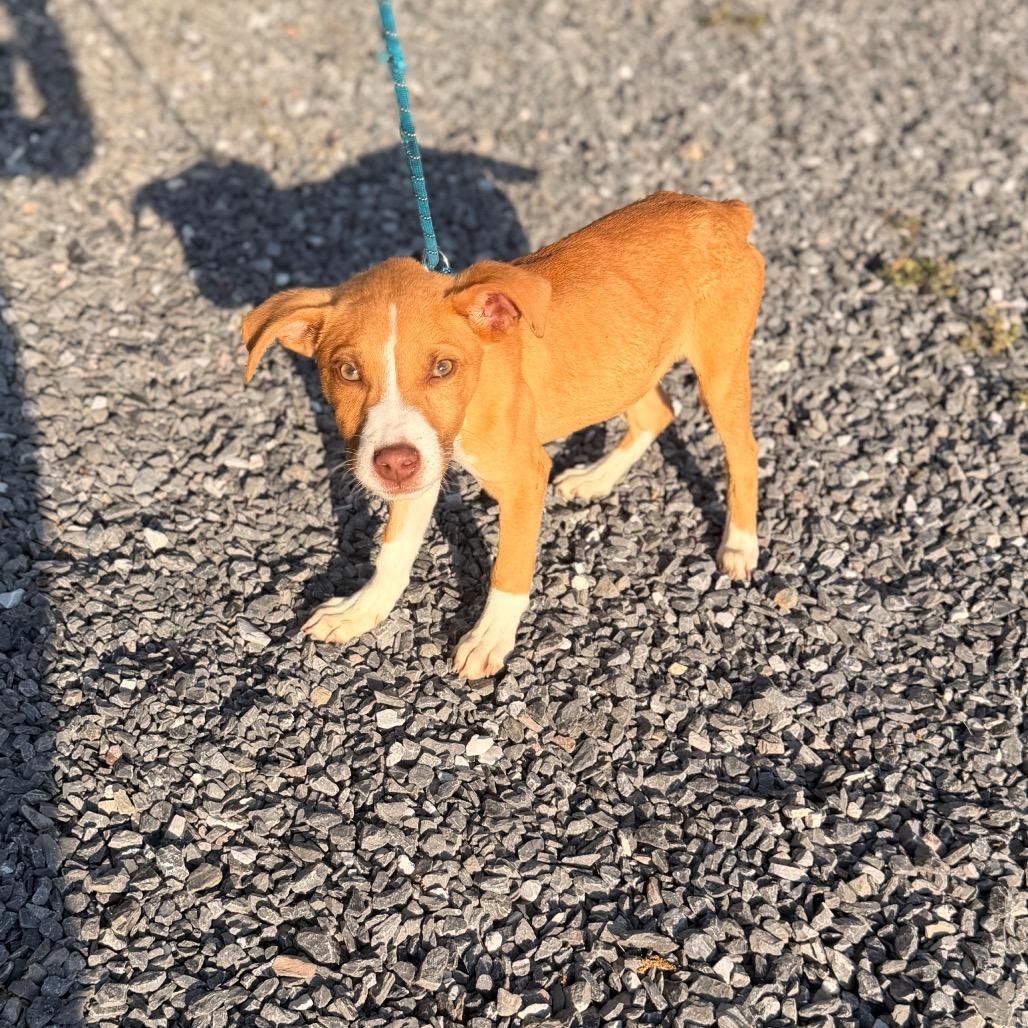 Enlarge Cooper, a Adoptable mixed breed in Pasadena , MD image 1/5