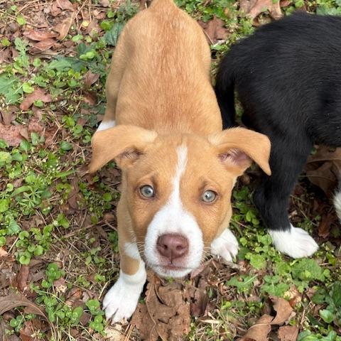 Enlarge Cooper, a Adoptable mixed breed in Pasadena , MD image 2/5