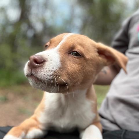 Enlarge Cooper, a Adoptable mixed breed in Pasadena , MD image 3/5