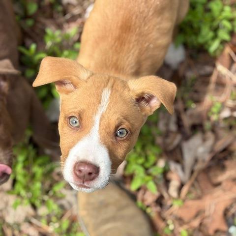 Enlarge Cooper, a Adoptable mixed breed in Pasadena , MD image 4/5