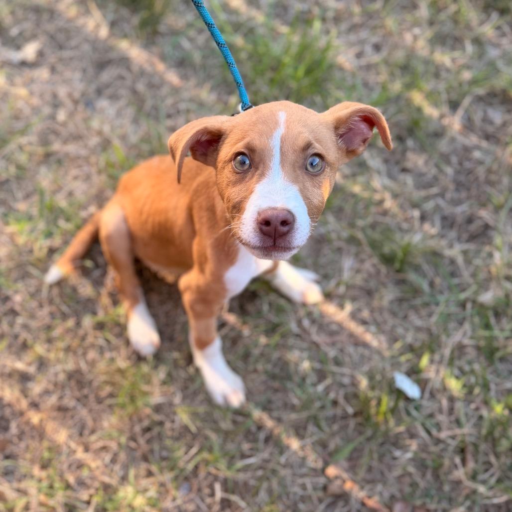 Enlarge Cooper, a Adoptable mixed breed in Pasadena , MD image 5/5
