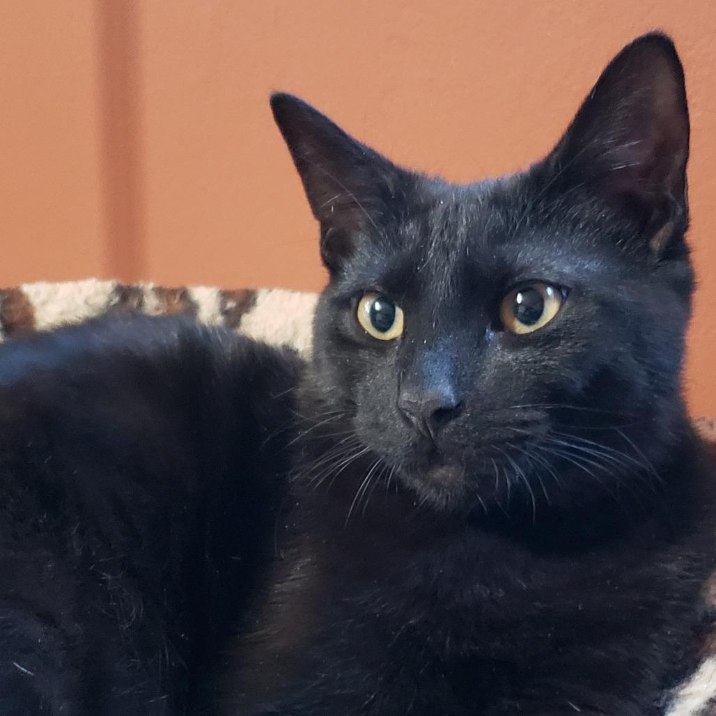 Salem, Adoptable, Kitten Male Domestic Short Hair.