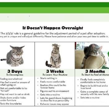 Enlarge Salem, a Adoptable Domestic Short Hair in Tallahassee, FL image 3/3