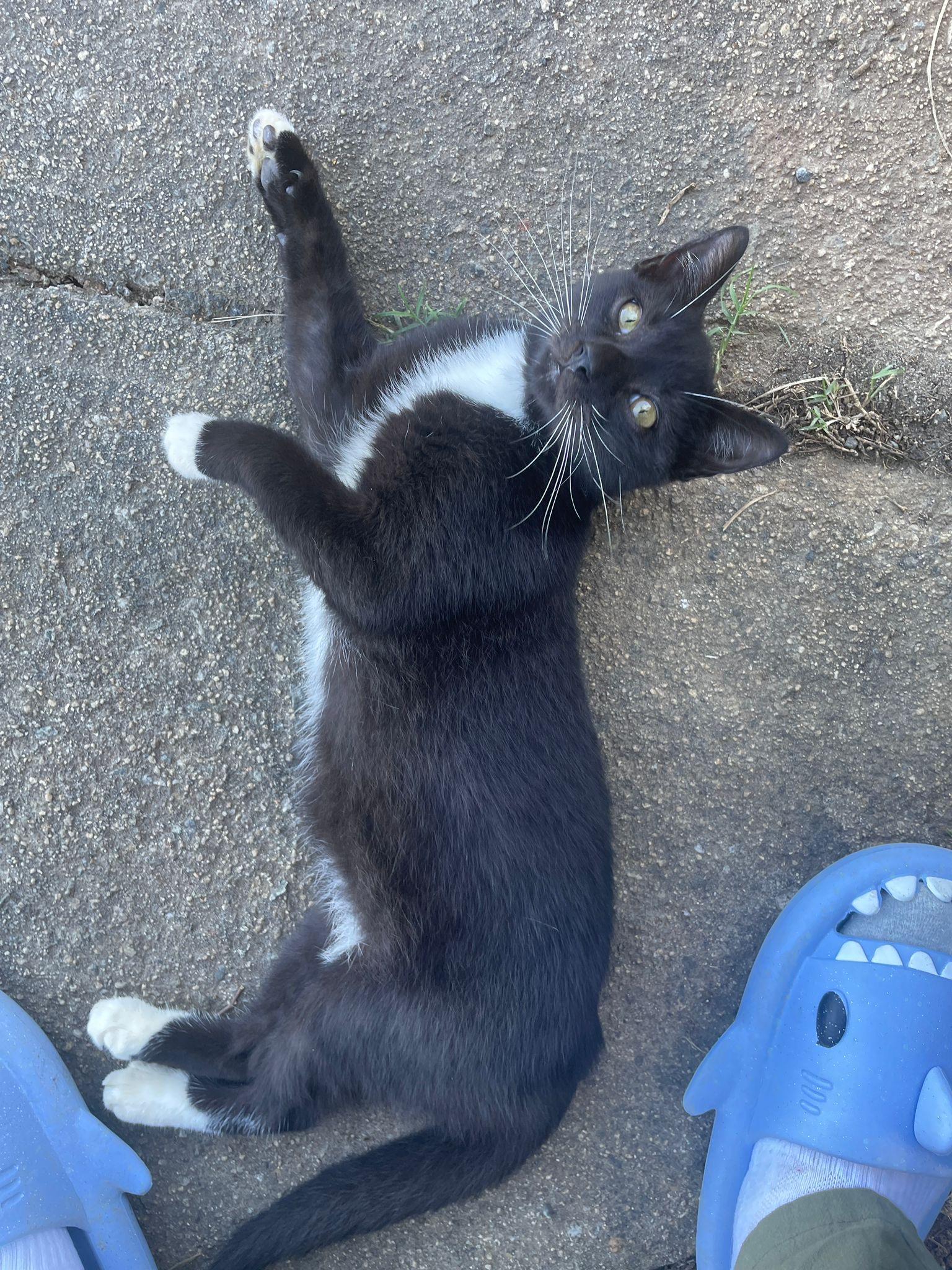 Shadow, a Adoptable Tuxedo in Pittsfield, MA image 1/2