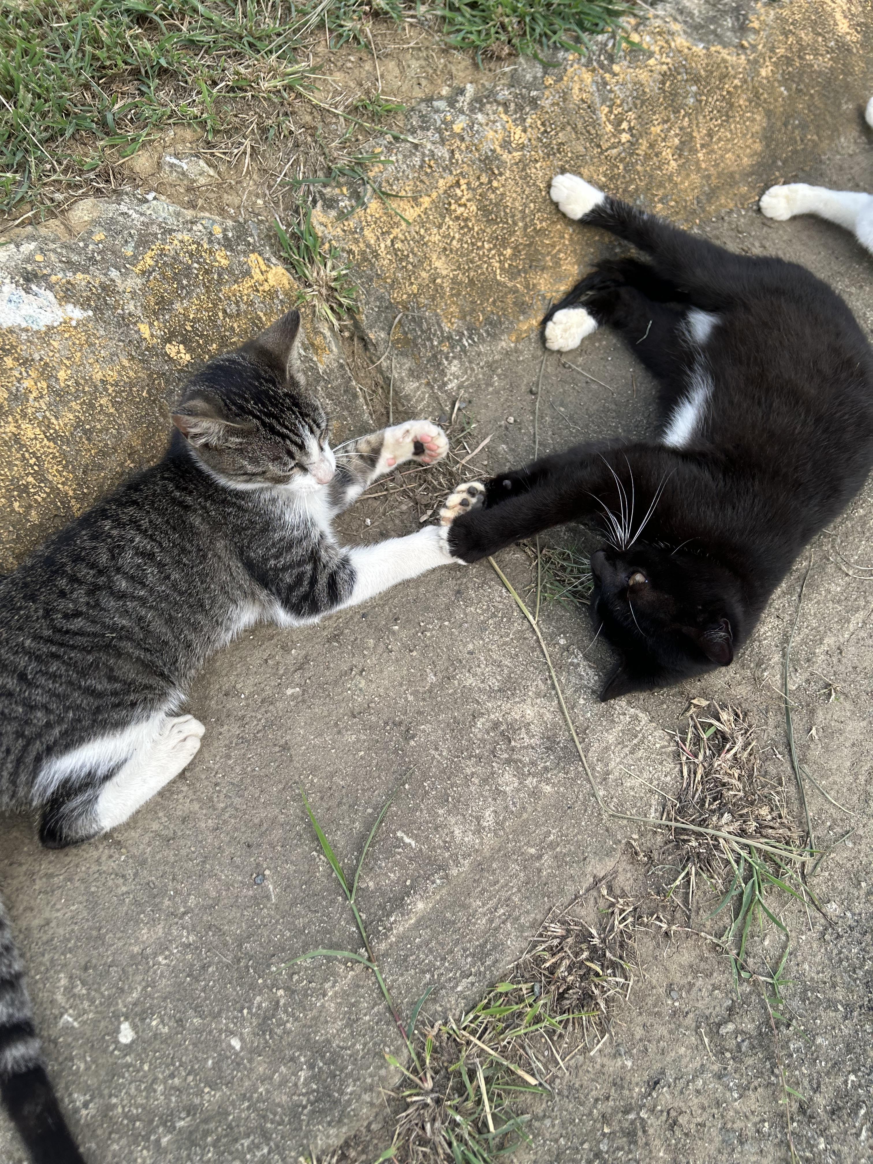 Shadow, a Adoptable Tuxedo in Pittsfield, MA image 2/2