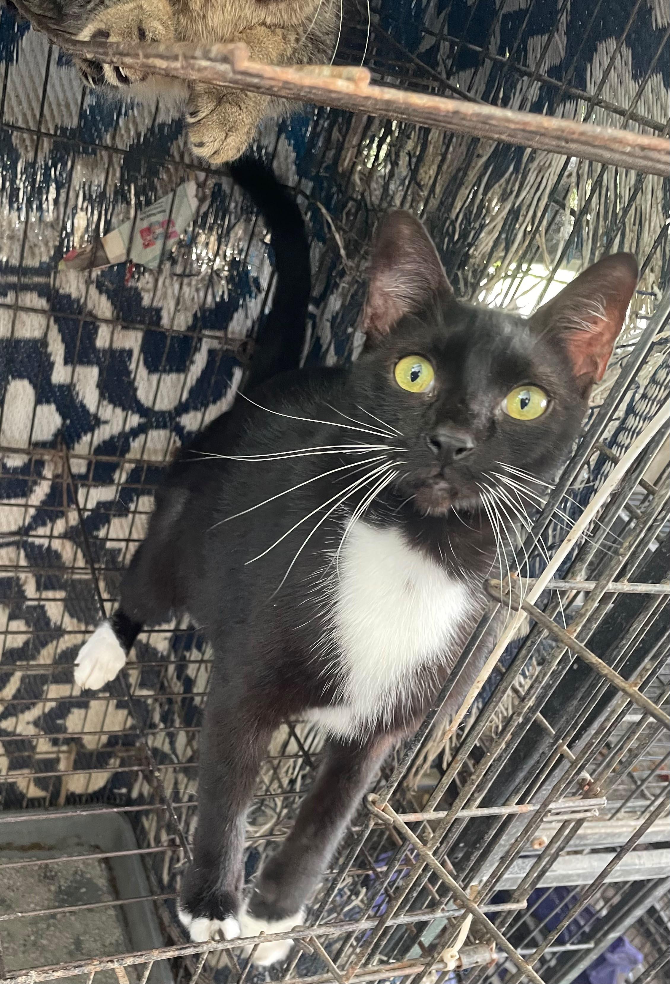 Shadow, a Adoptable Tuxedo in Windsor Locks, CT image 4/4