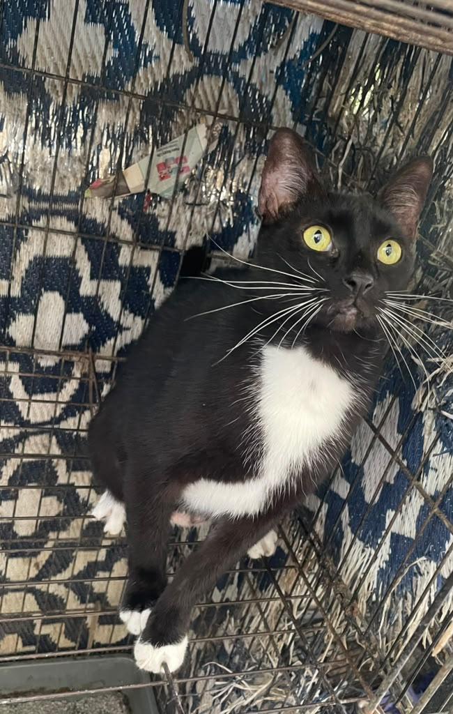 Shadow, a Adoptable Tuxedo in Windsor Locks, CT image 1/4
