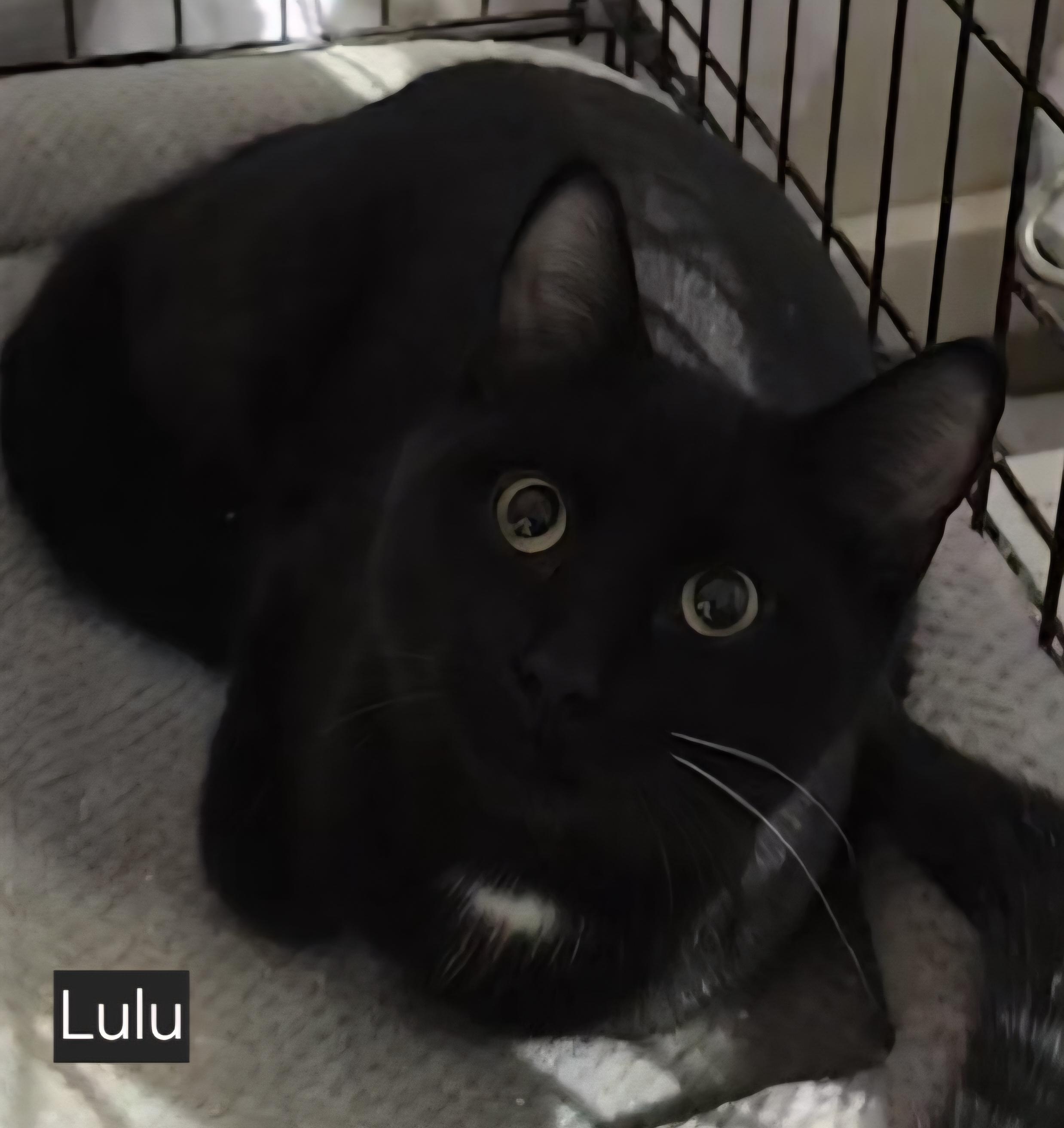 Enlarge Lulu, a ADOPTABLE Domestic Short Hair in Stevensville, ON image 1/1
