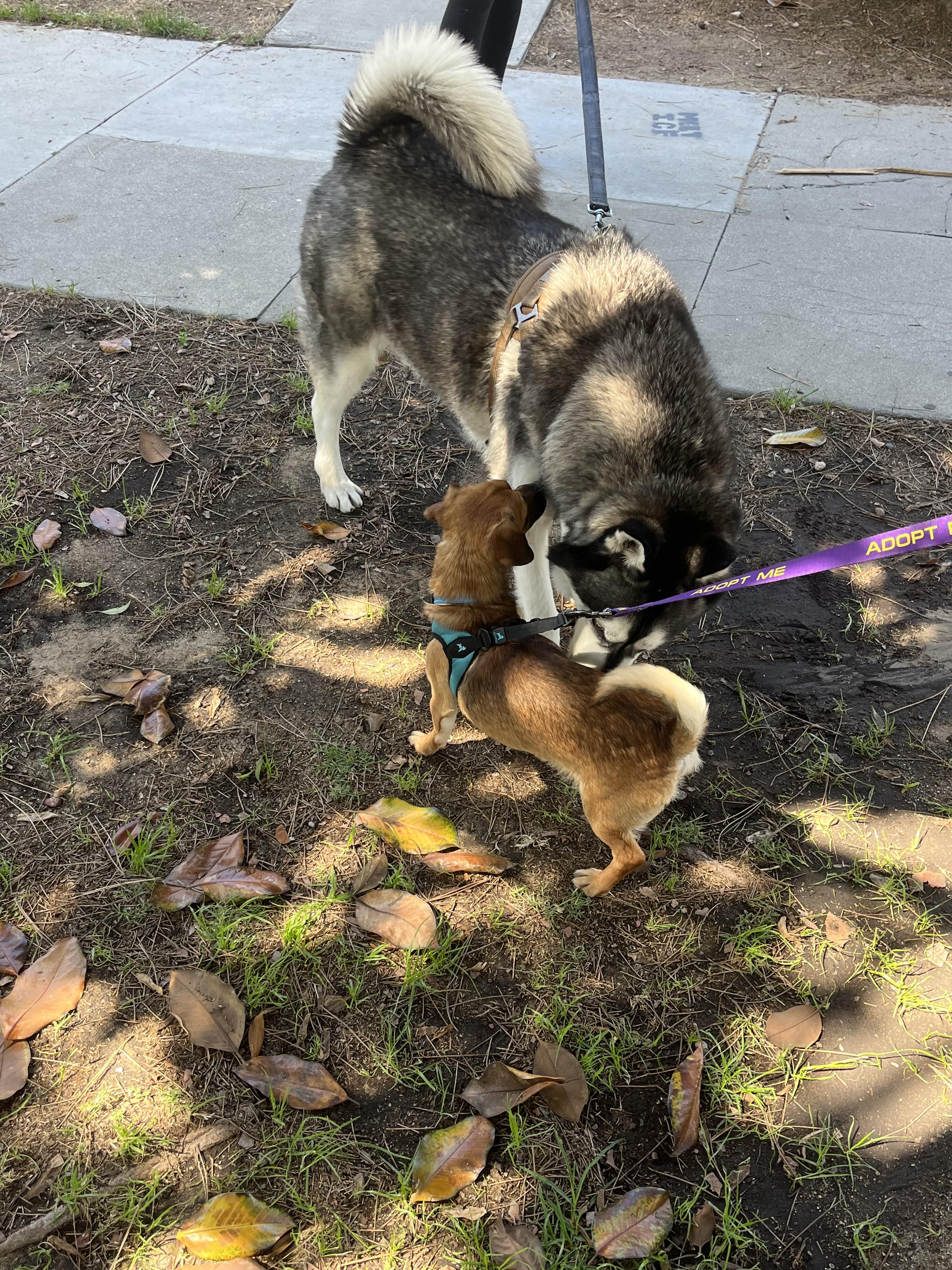 Henry, a ADOPTABLE mixed breed in West Hollywood, CA image 2/6