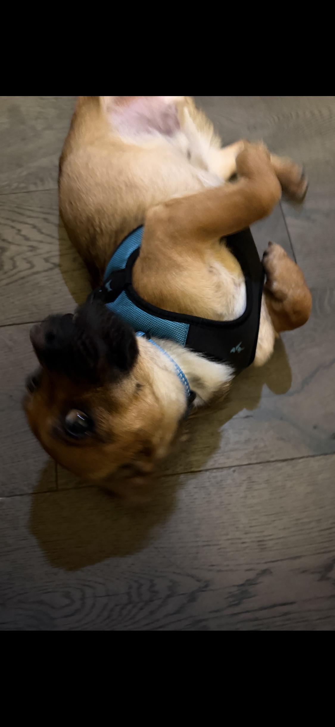 Henry, a ADOPTABLE mixed breed in West Hollywood, CA image 4/6