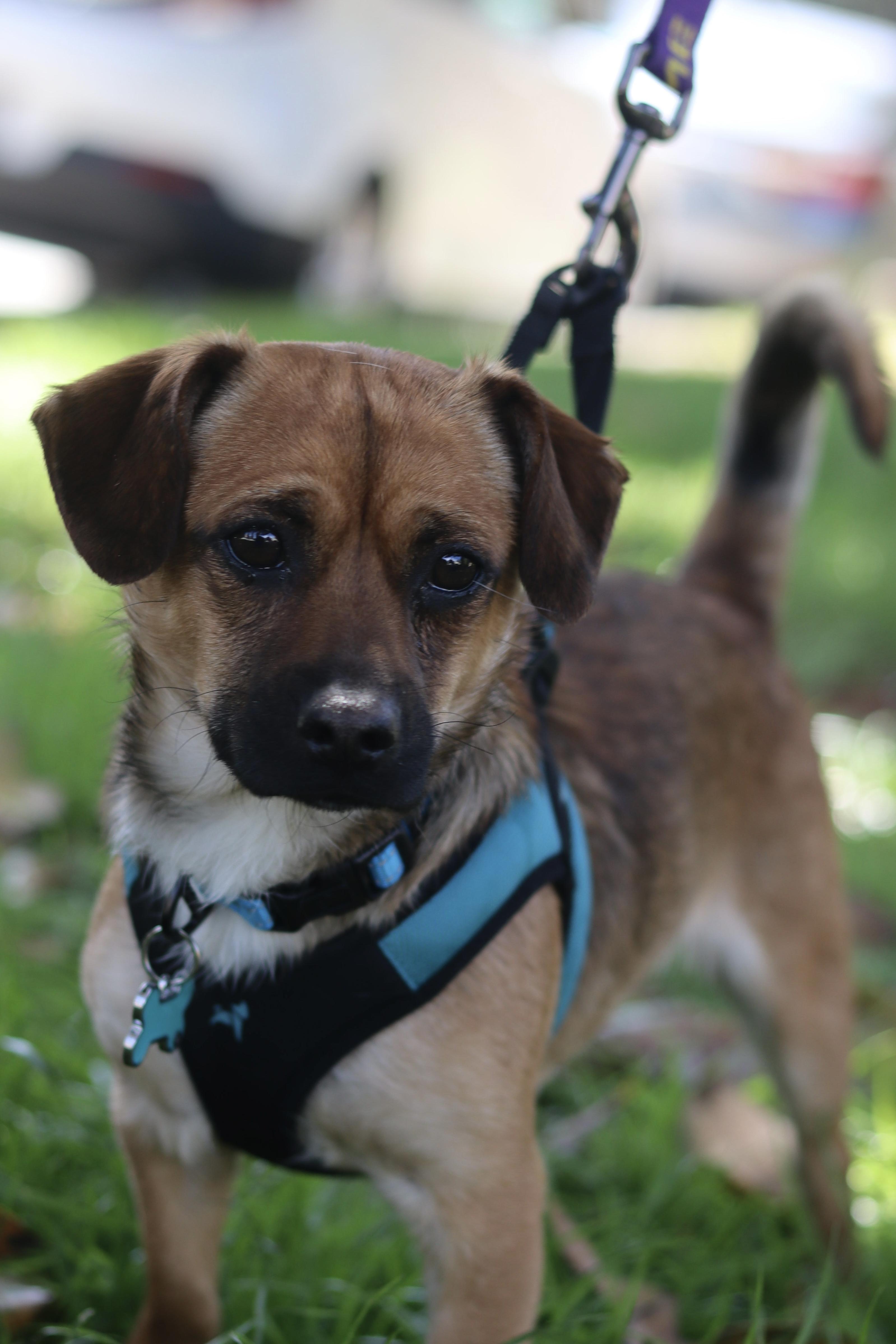 Henry, a ADOPTABLE mixed breed in West Hollywood, CA image 5/6