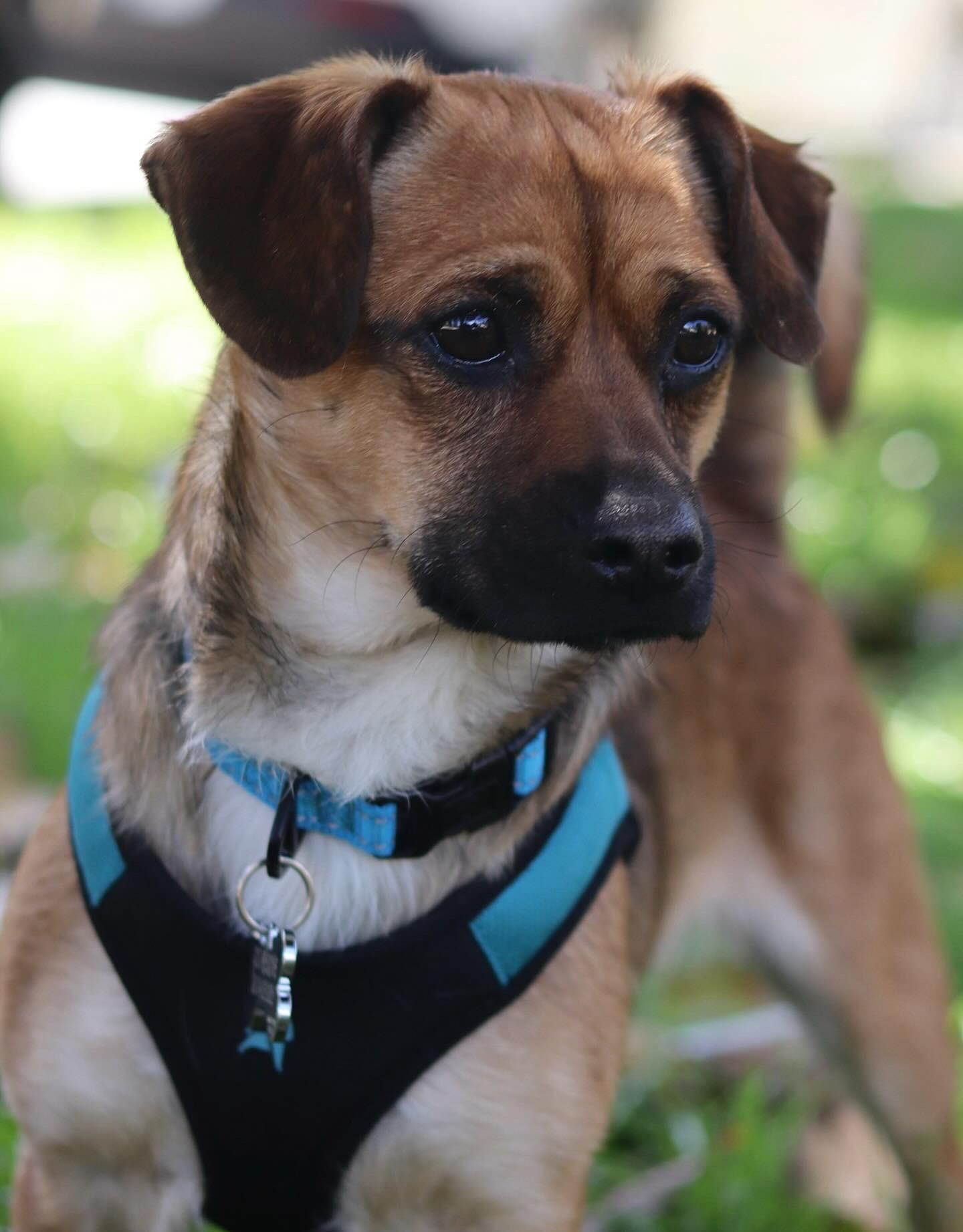 Henry, adopted, Adult Male Chihuahua & Pug.