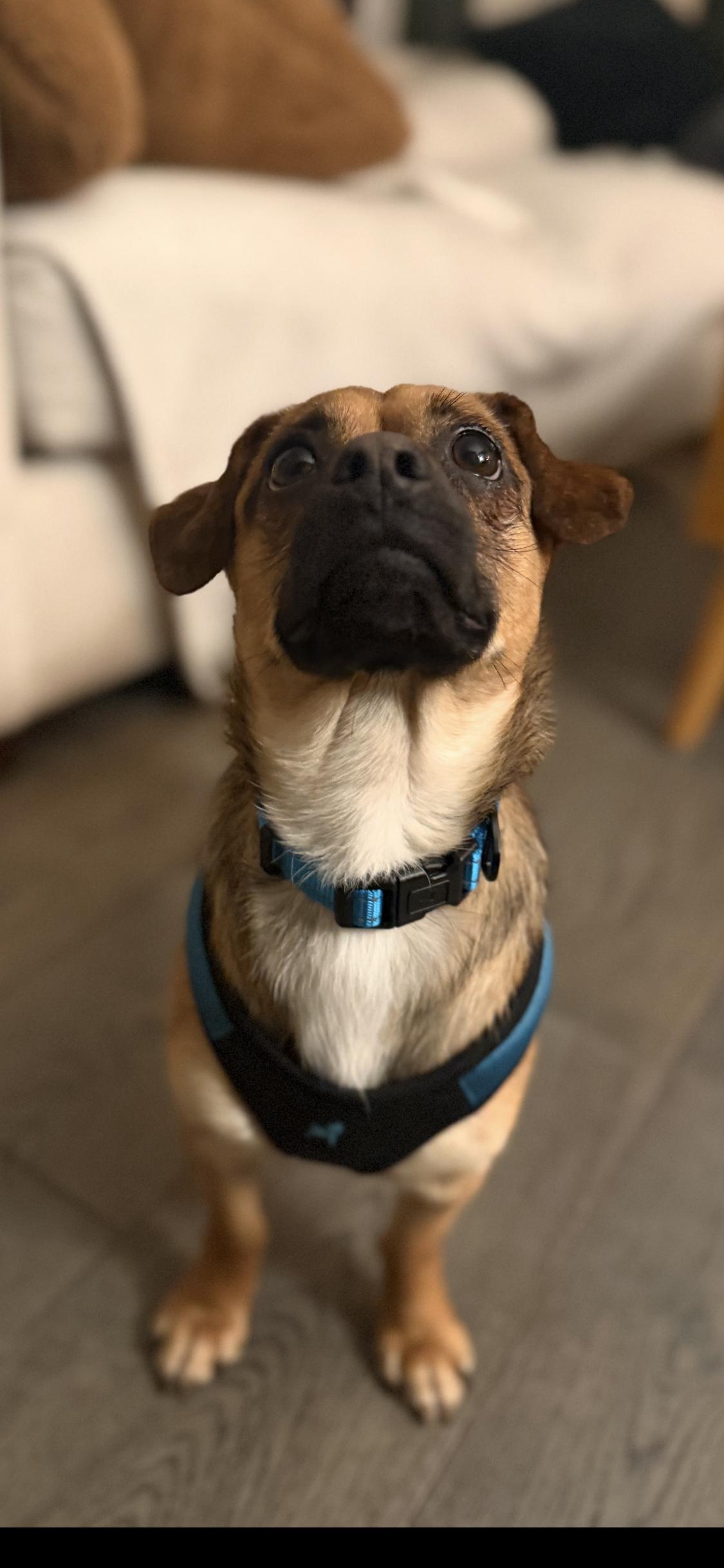 Henry, a ADOPTABLE mixed breed in West Hollywood, CA image 6/6