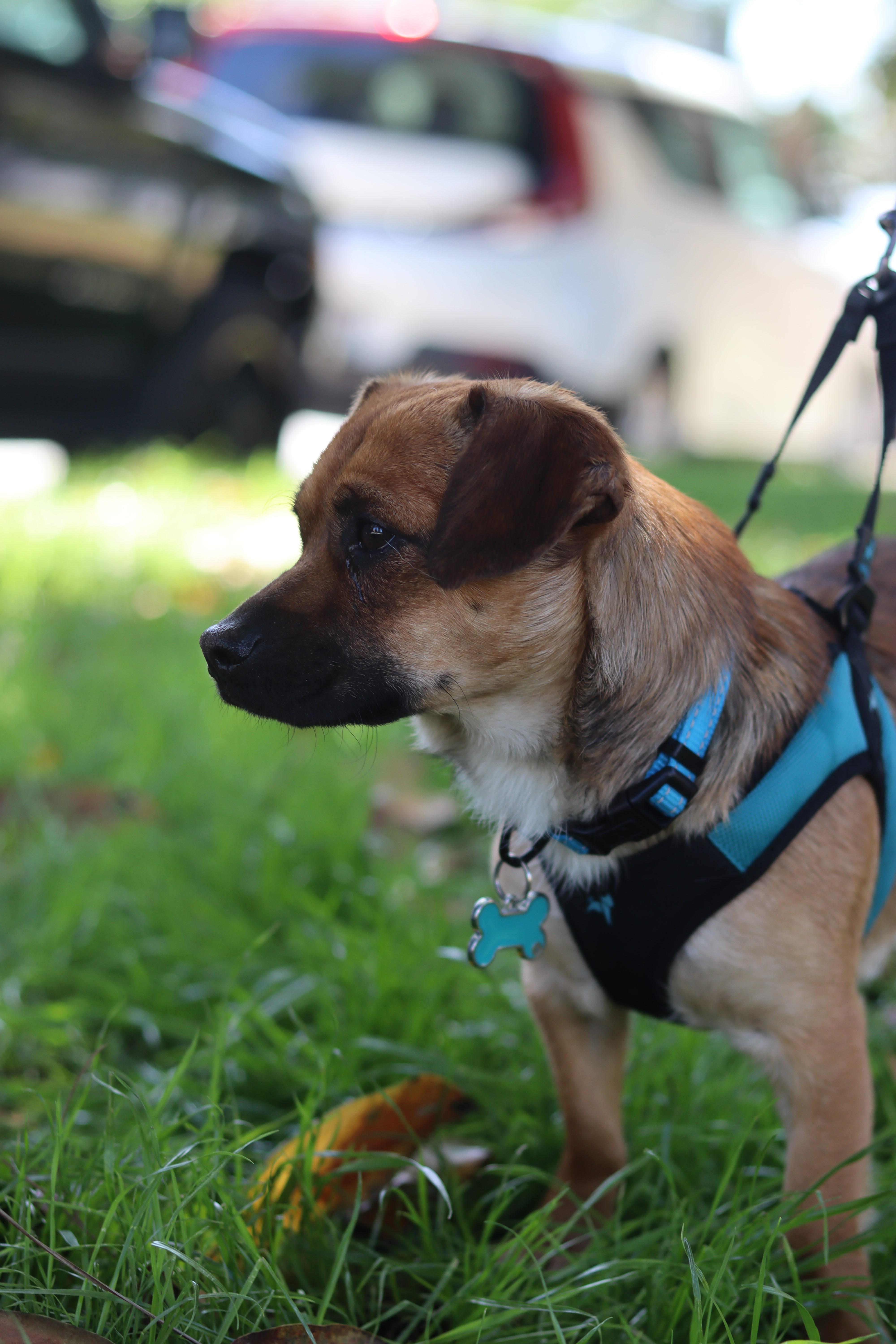Henry, a ADOPTABLE mixed breed in West Hollywood, CA image 3/6