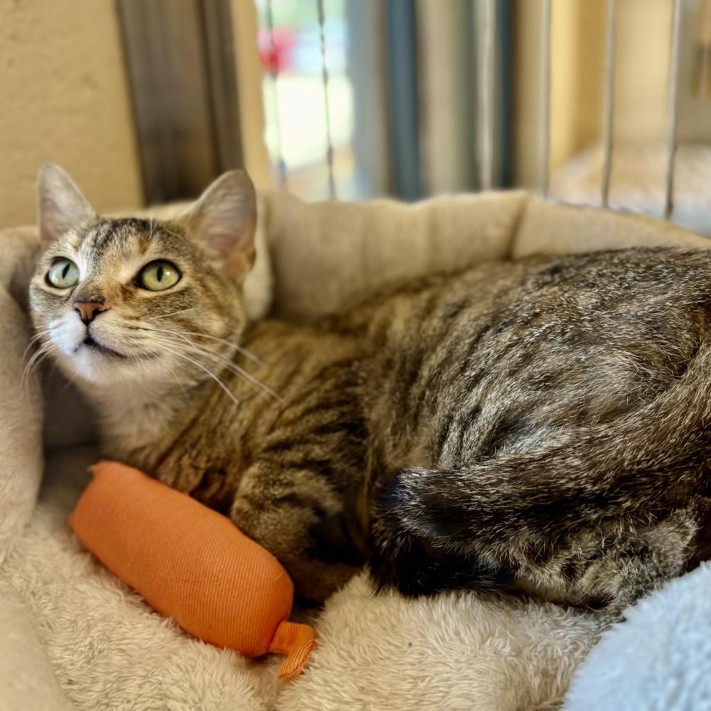 Whitney, Adoptable, Adult Female Domestic Short Hair.