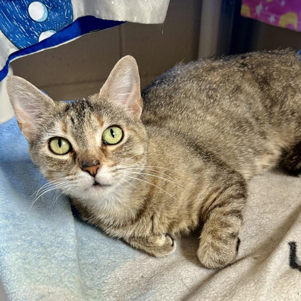 Enlarge Whitney, a Adoptable Domestic Short Hair in Riverside, CA image 2/6