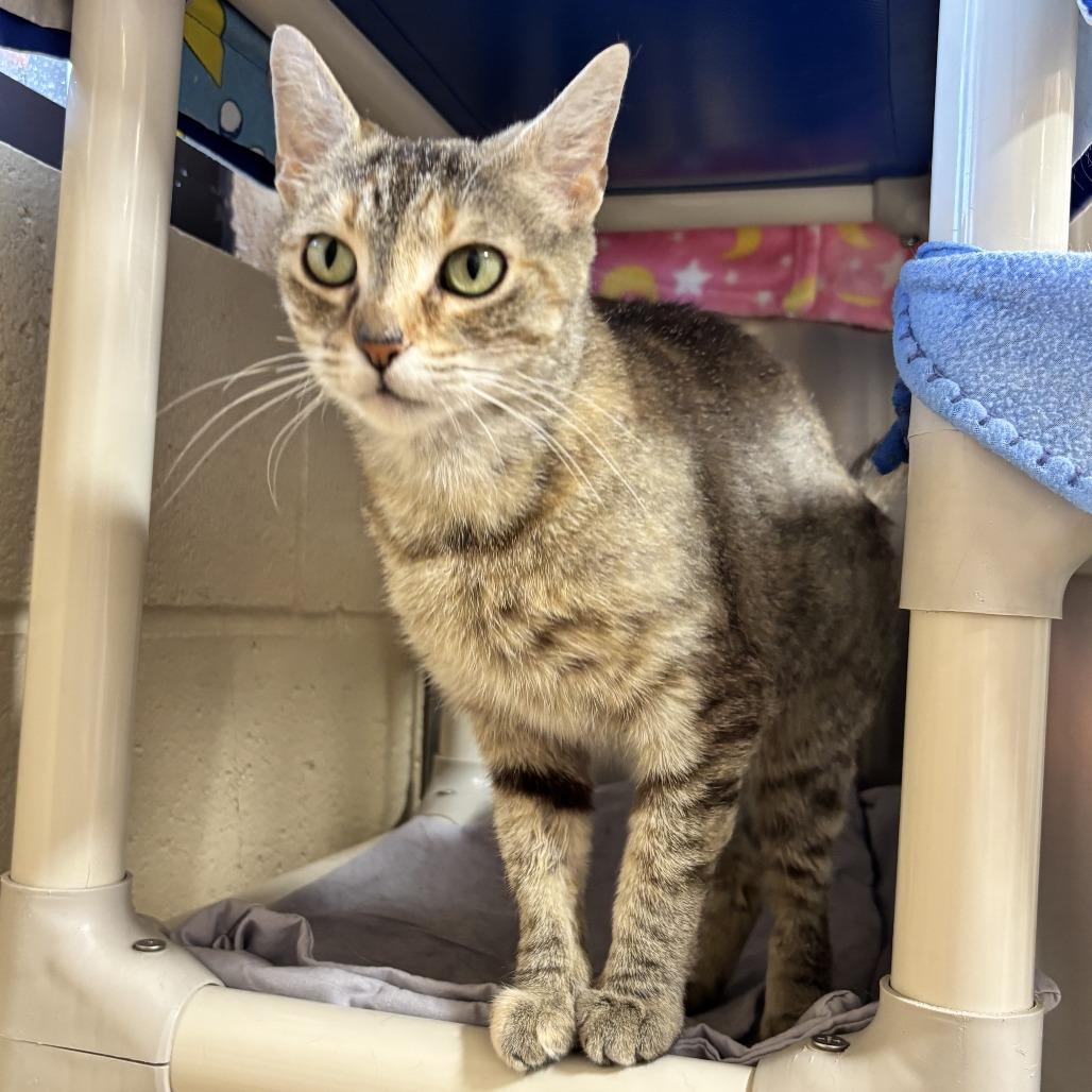 Enlarge Whitney, a Adoptable Domestic Short Hair in Riverside, CA image 3/6