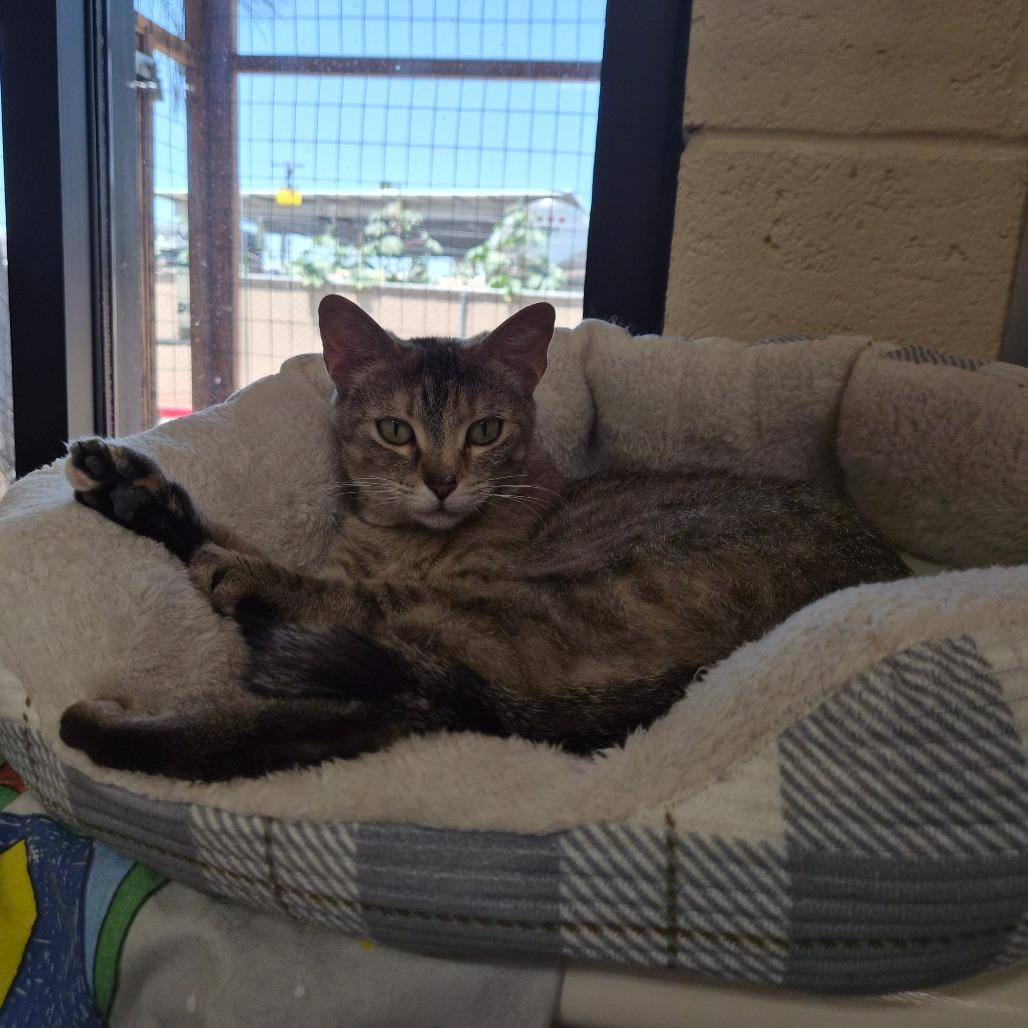Enlarge Whitney, a Adoptable Domestic Short Hair in Riverside, CA image 4/6