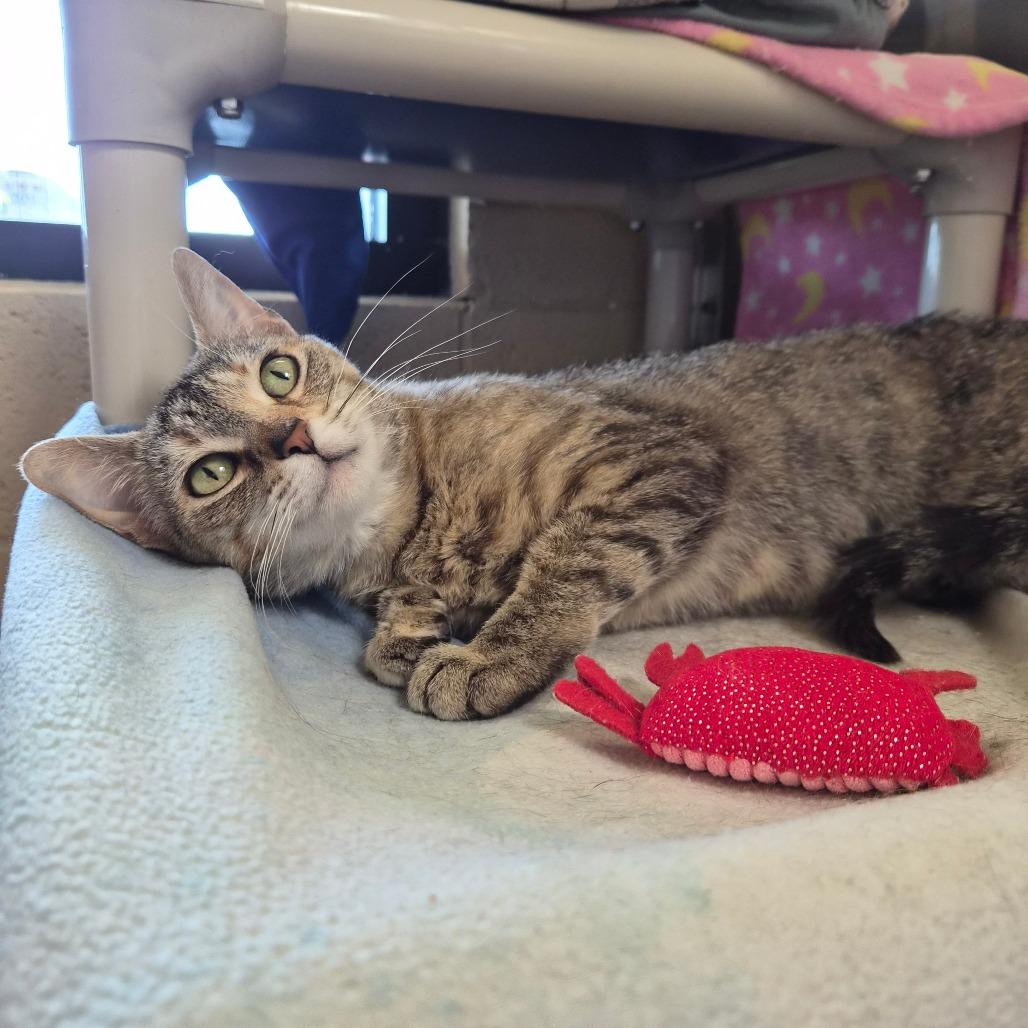 Enlarge Whitney, a Adoptable Domestic Short Hair in Riverside, CA image 5/6