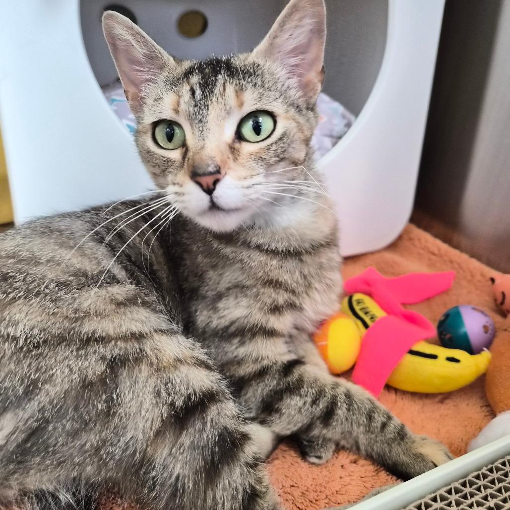 Enlarge Whitney, a Adoptable Domestic Short Hair in Riverside, CA image 6/6