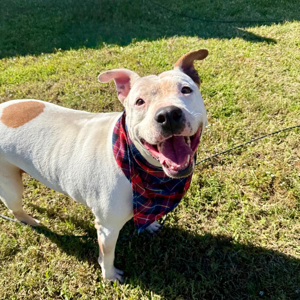 Mazda — thumbnail 4