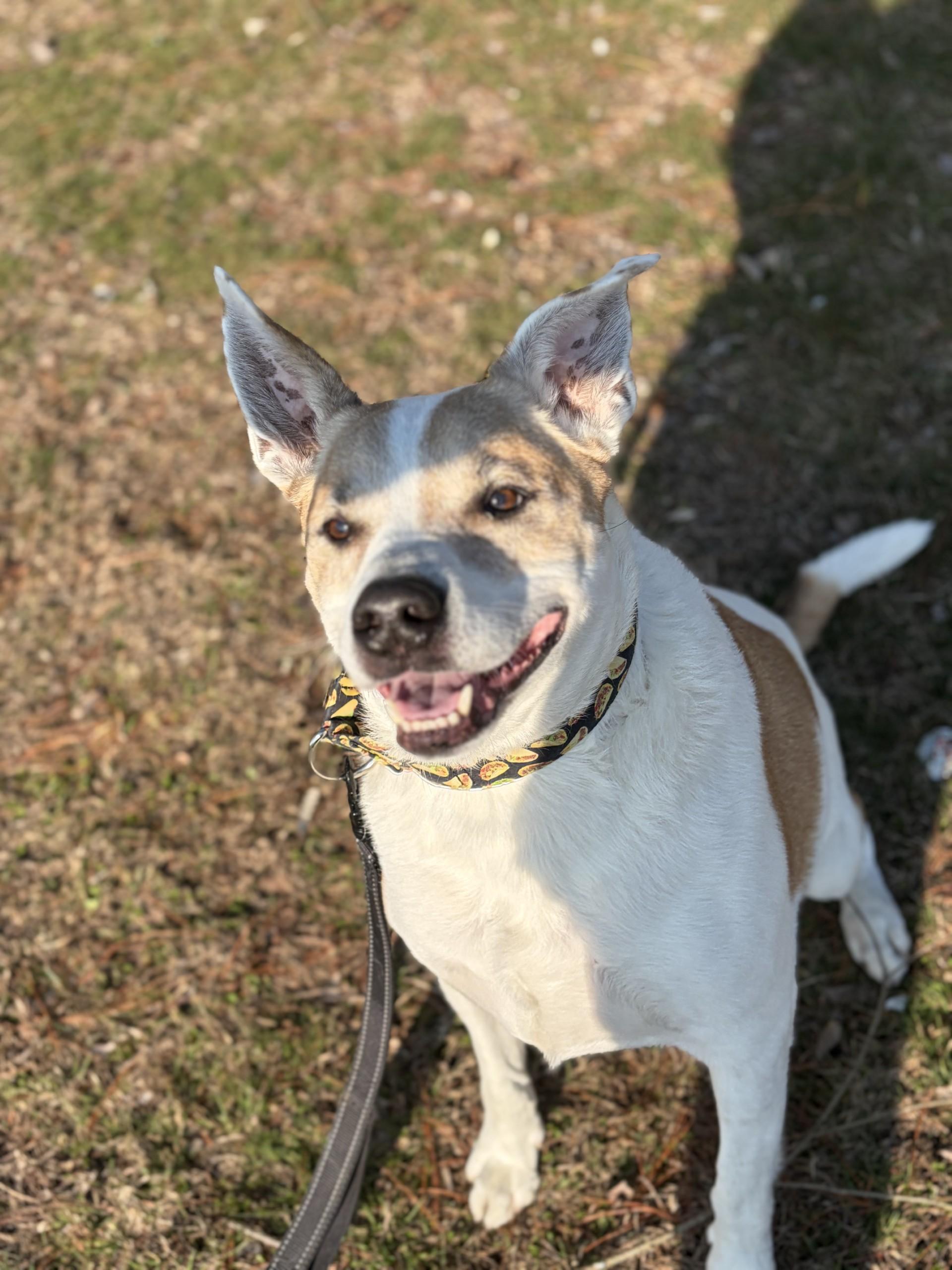 Enlarge Papa, a ADOPTABLE mixed breed in Cranston, RI image 3/3