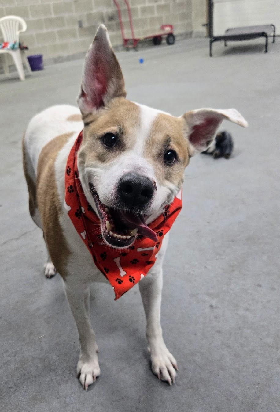 Enlarge Papa, a ADOPTABLE mixed breed in Cranston, RI image 2/3