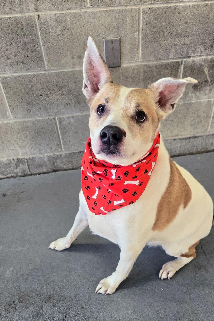 Enlarge Papa, a ADOPTABLE mixed breed in Cranston, RI image 1/3