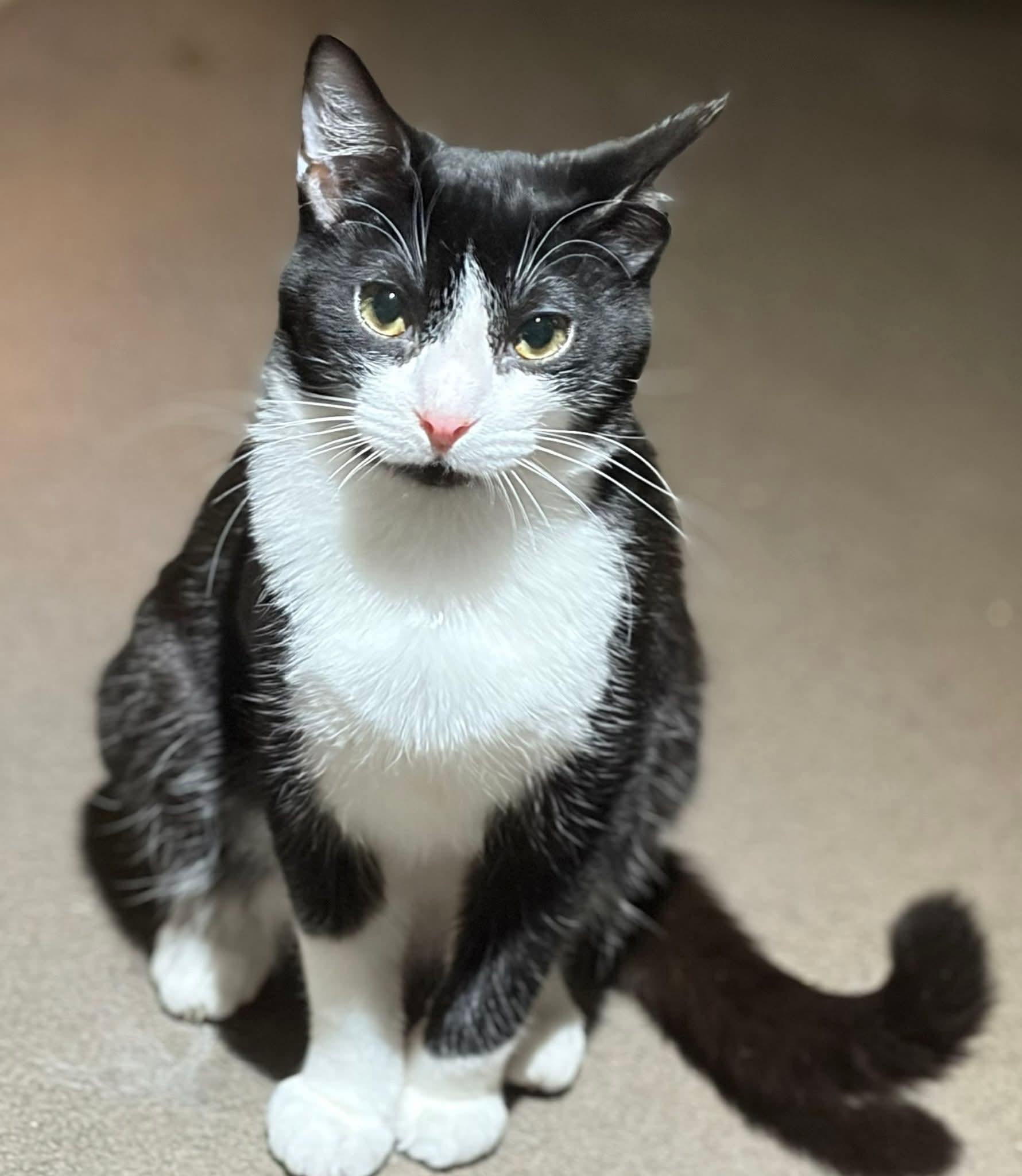 Tux, a Adoptable Tuxedo in Beckley, WV image 3/3