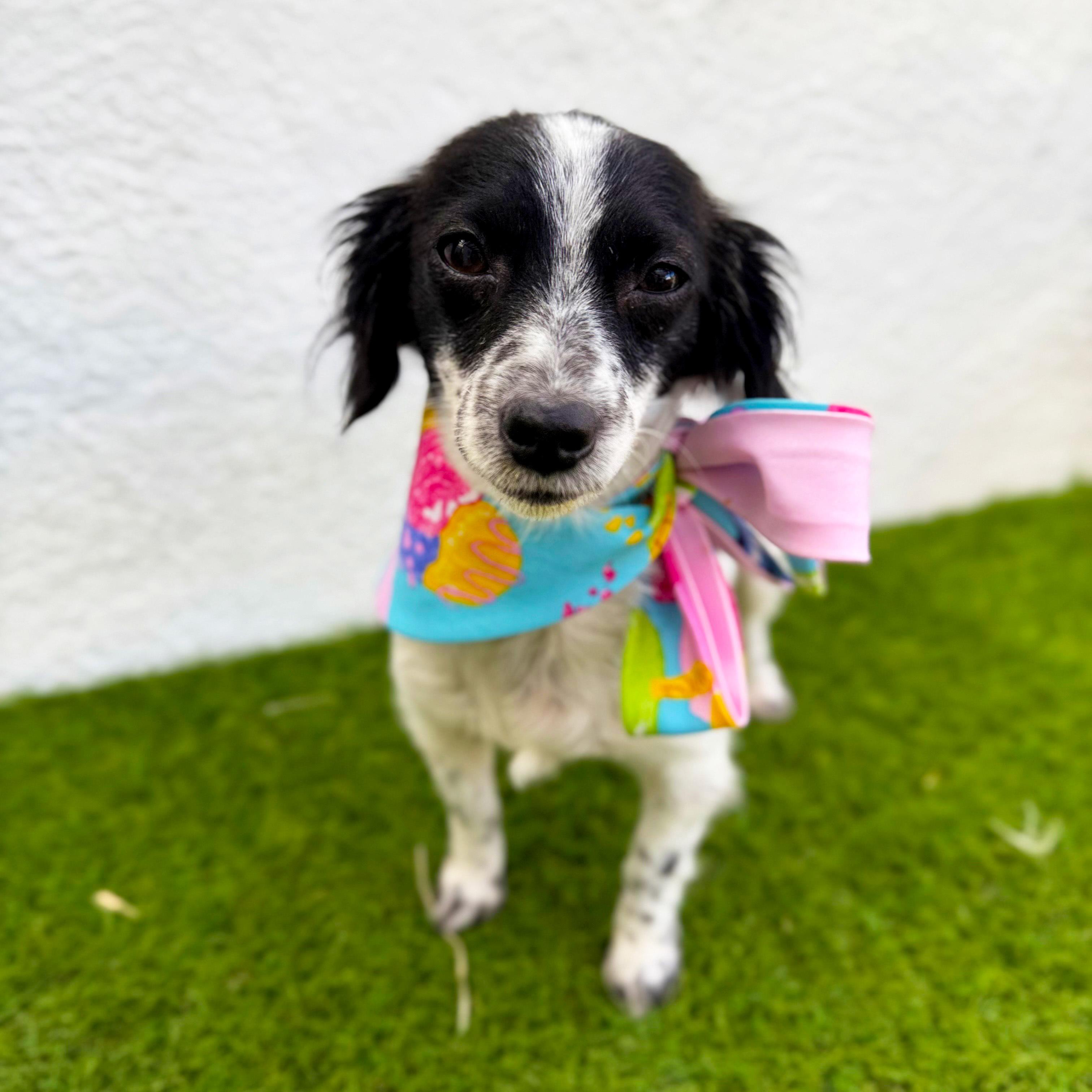 Enlarge MIMI, an adopted mixed breed in San Diego, CA image 5/6