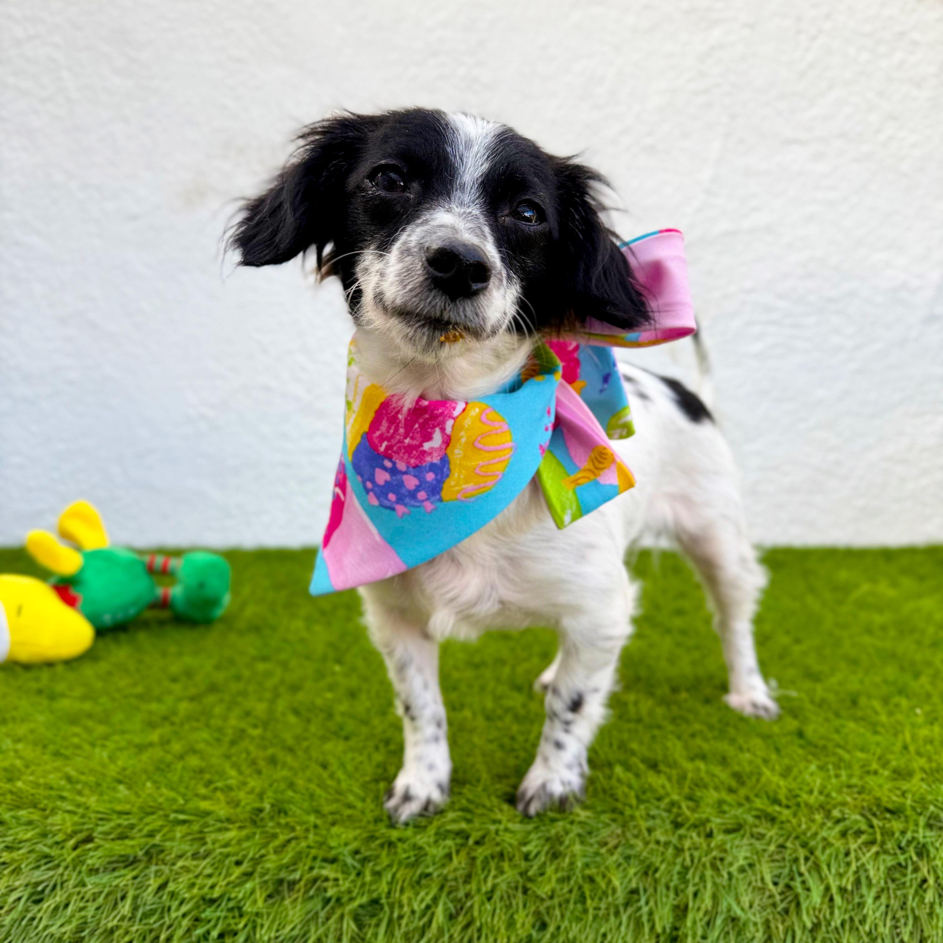 MIMI, adopted, Young Female Maltese & Chihuahua.