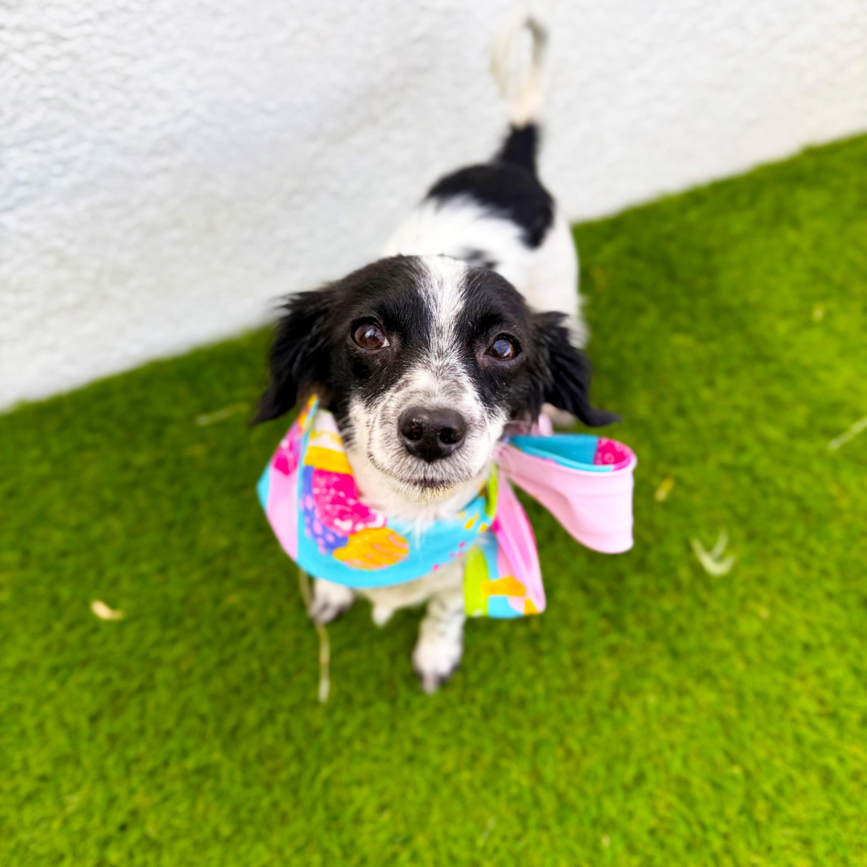 Enlarge MIMI, an adopted mixed breed in San Diego, CA image 2/6