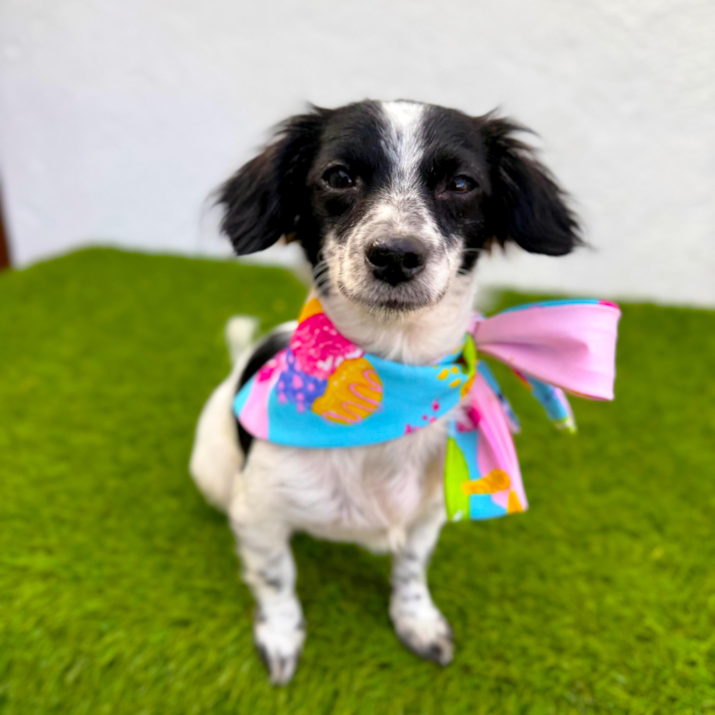 Enlarge MIMI, an adopted mixed breed in San Diego, CA image 6/6