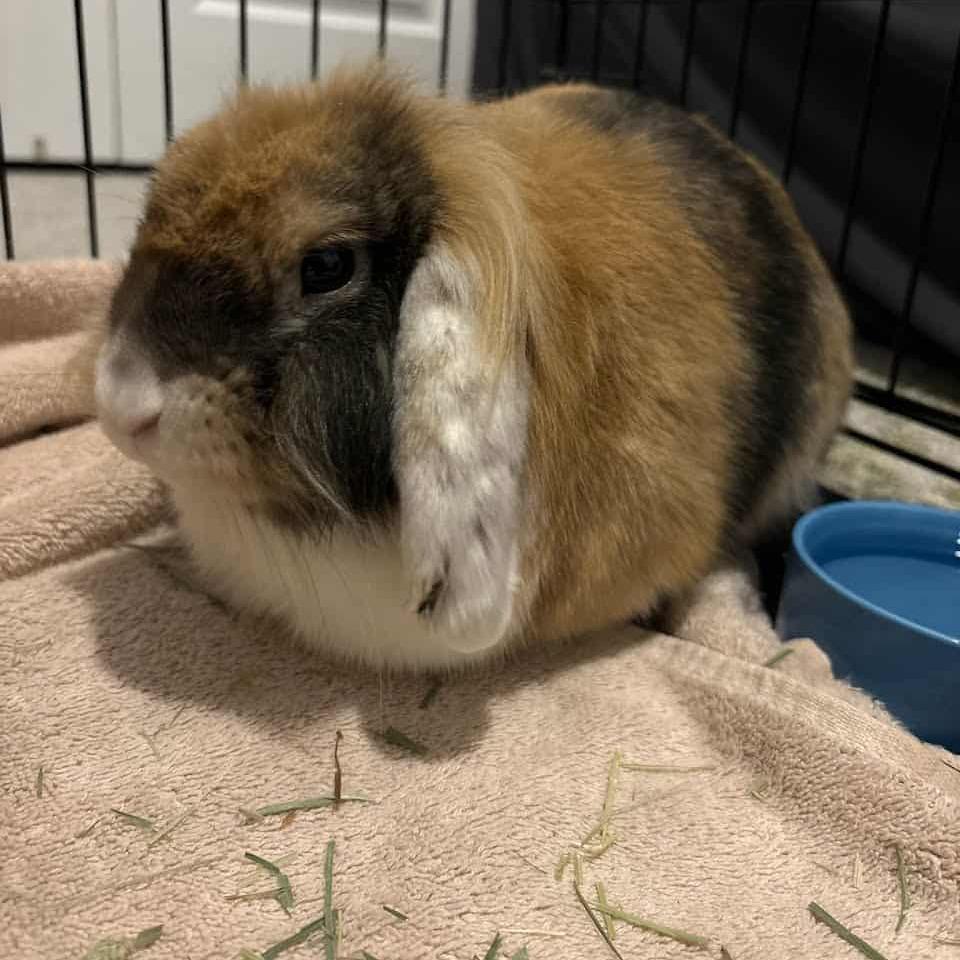 Boba Fett, Adoptable, Adult Male Mini Lop.
