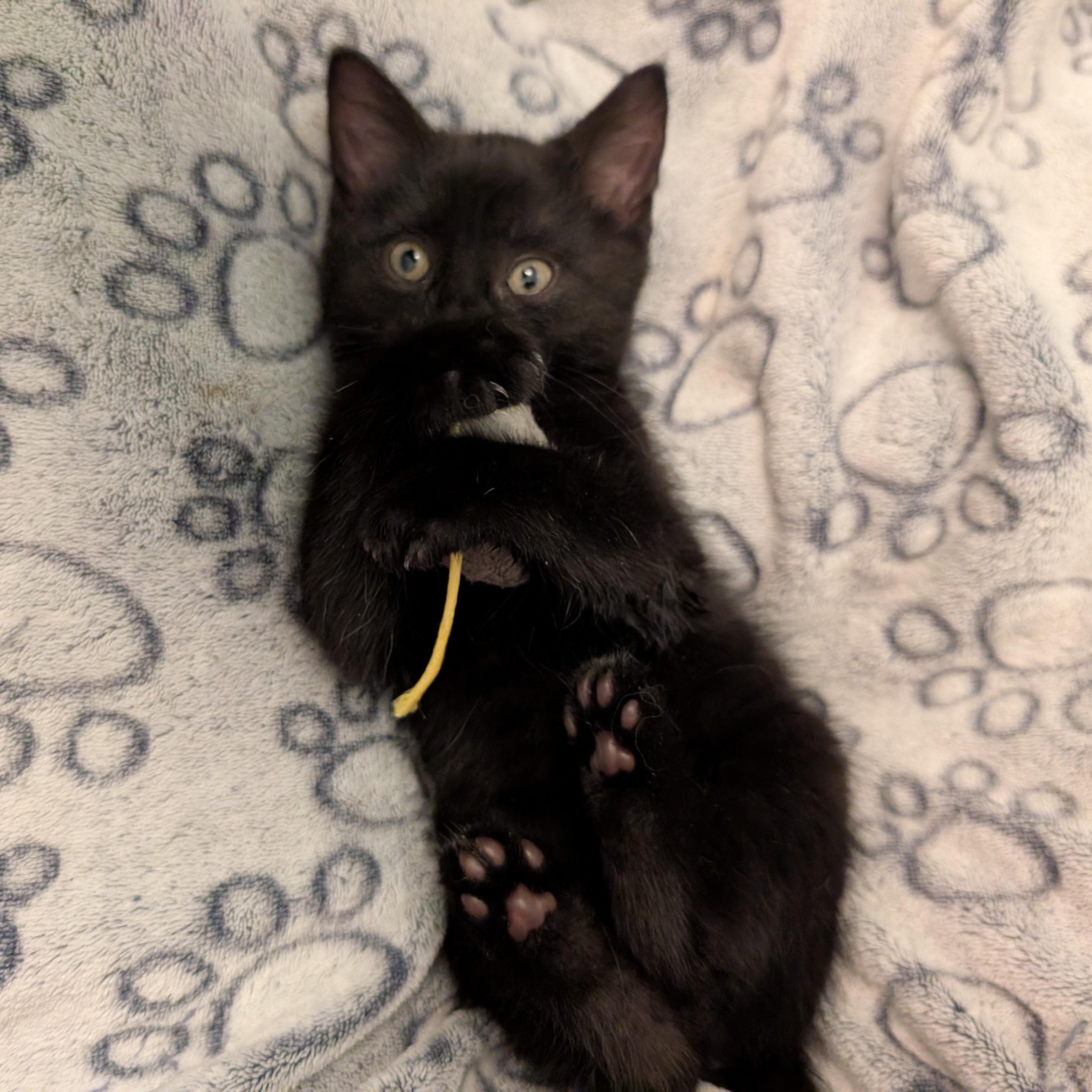 Stormi, a ADOPTABLE Domestic Short Hair in Ottawa, ON image 1/6