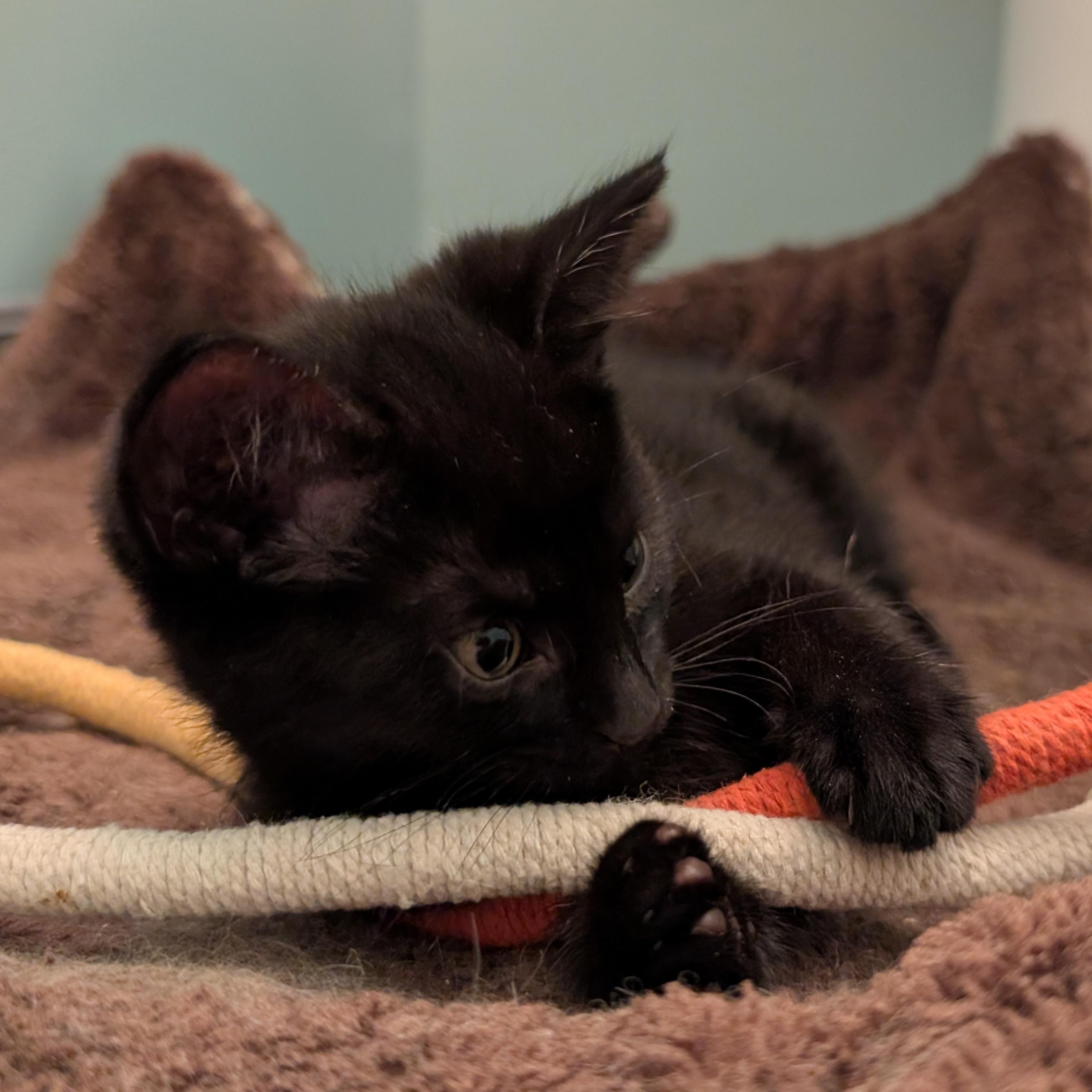 Stormi, a ADOPTABLE Domestic Short Hair in Ottawa, ON image 5/6
