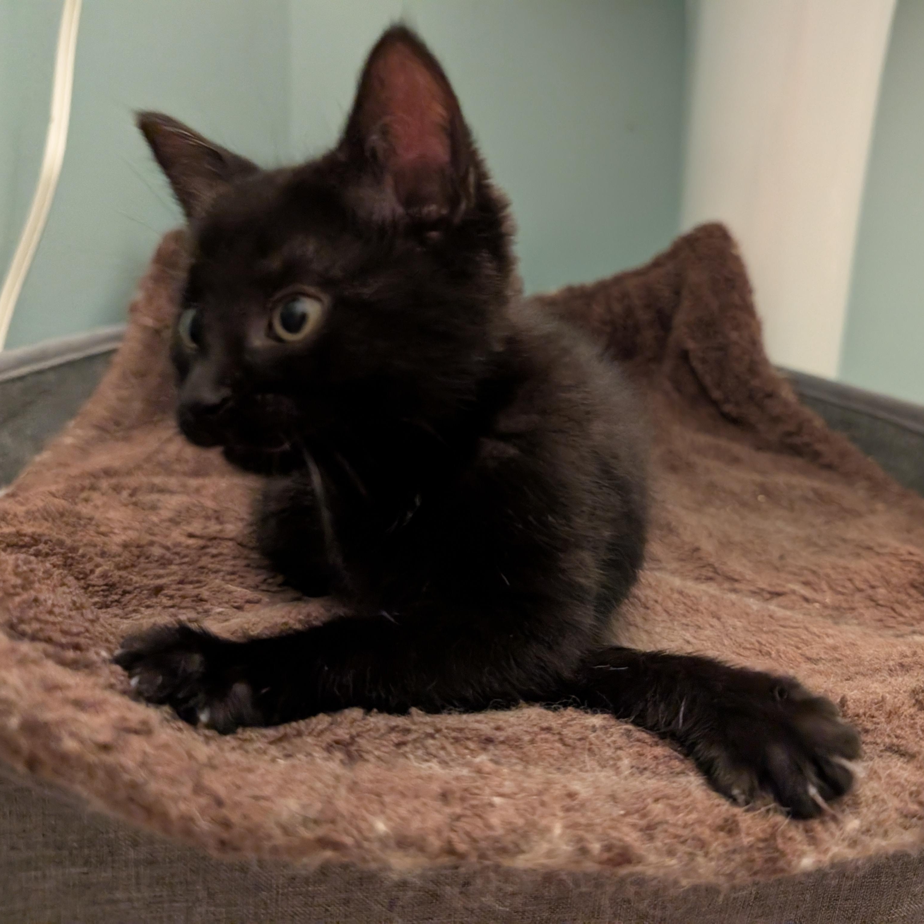 Stormi, a ADOPTABLE Domestic Short Hair in Ottawa, ON image 6/6