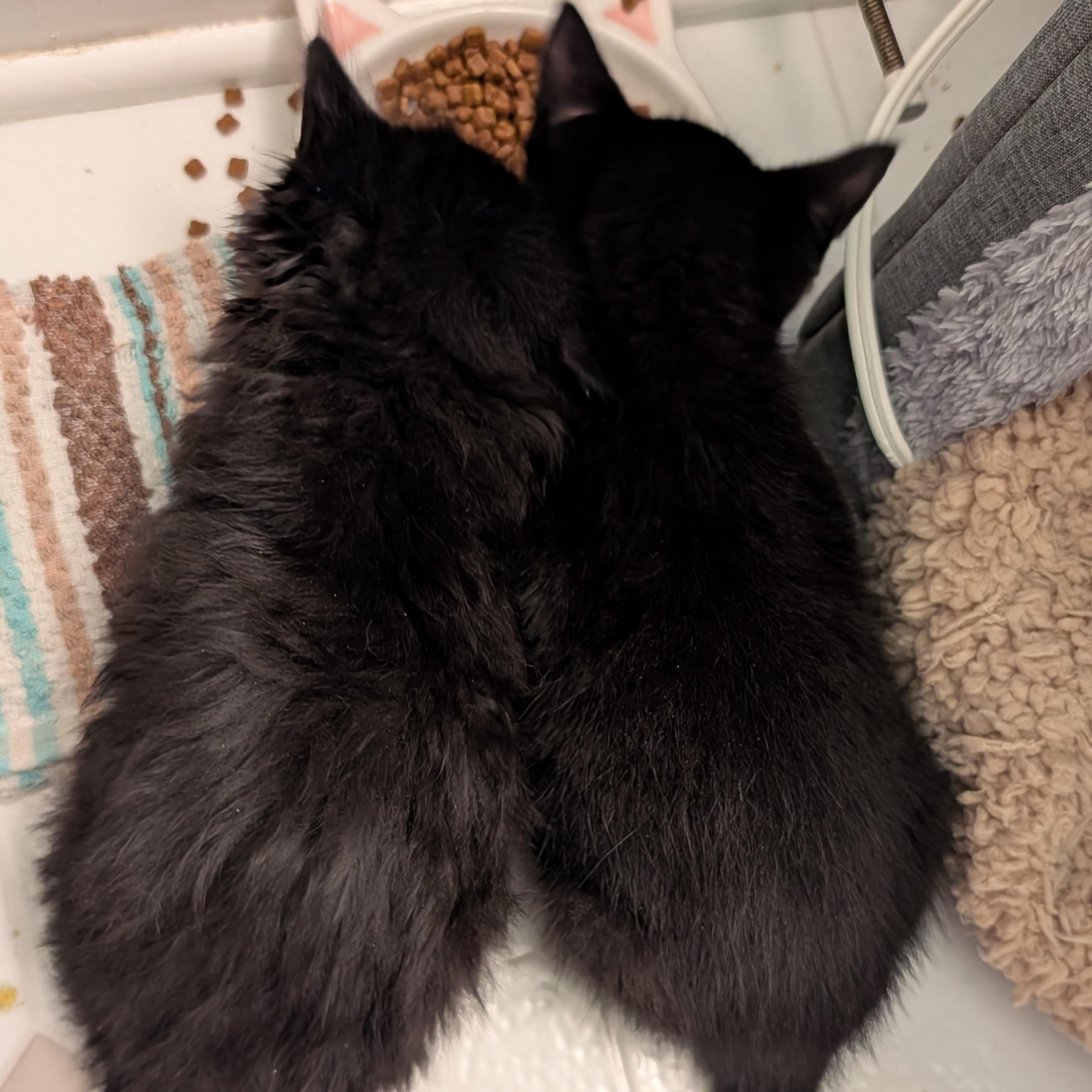 Stormi, a ADOPTABLE Domestic Short Hair in Ottawa, ON image 4/6