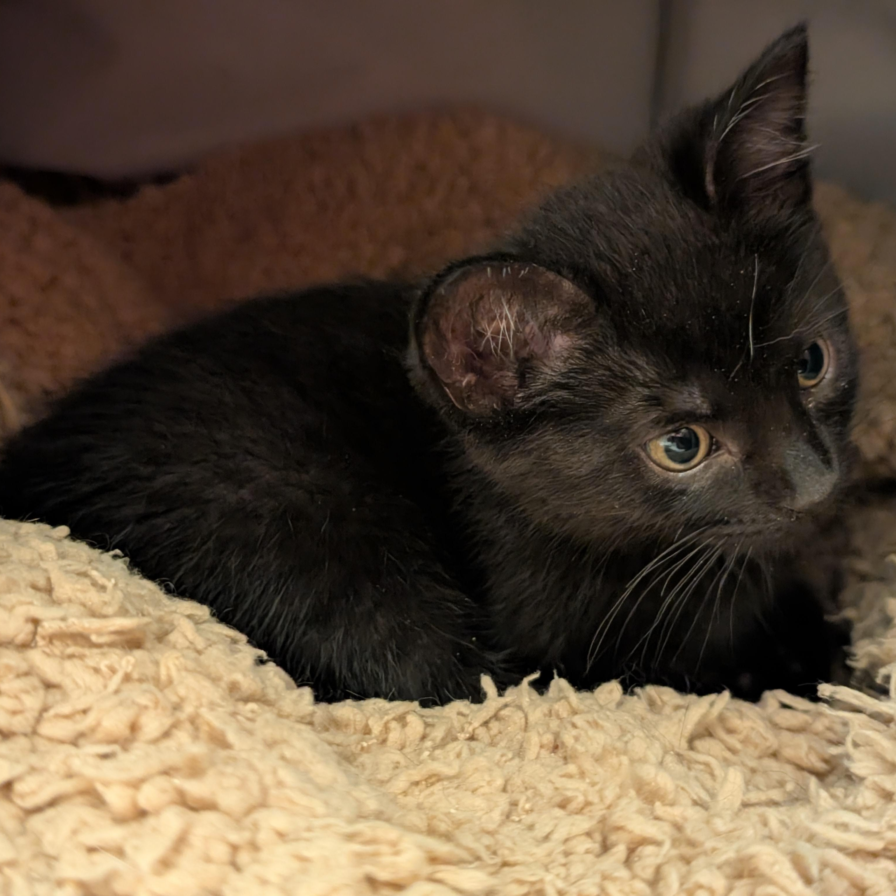 Stormi, a ADOPTABLE Domestic Short Hair in Ottawa, ON image 3/6
