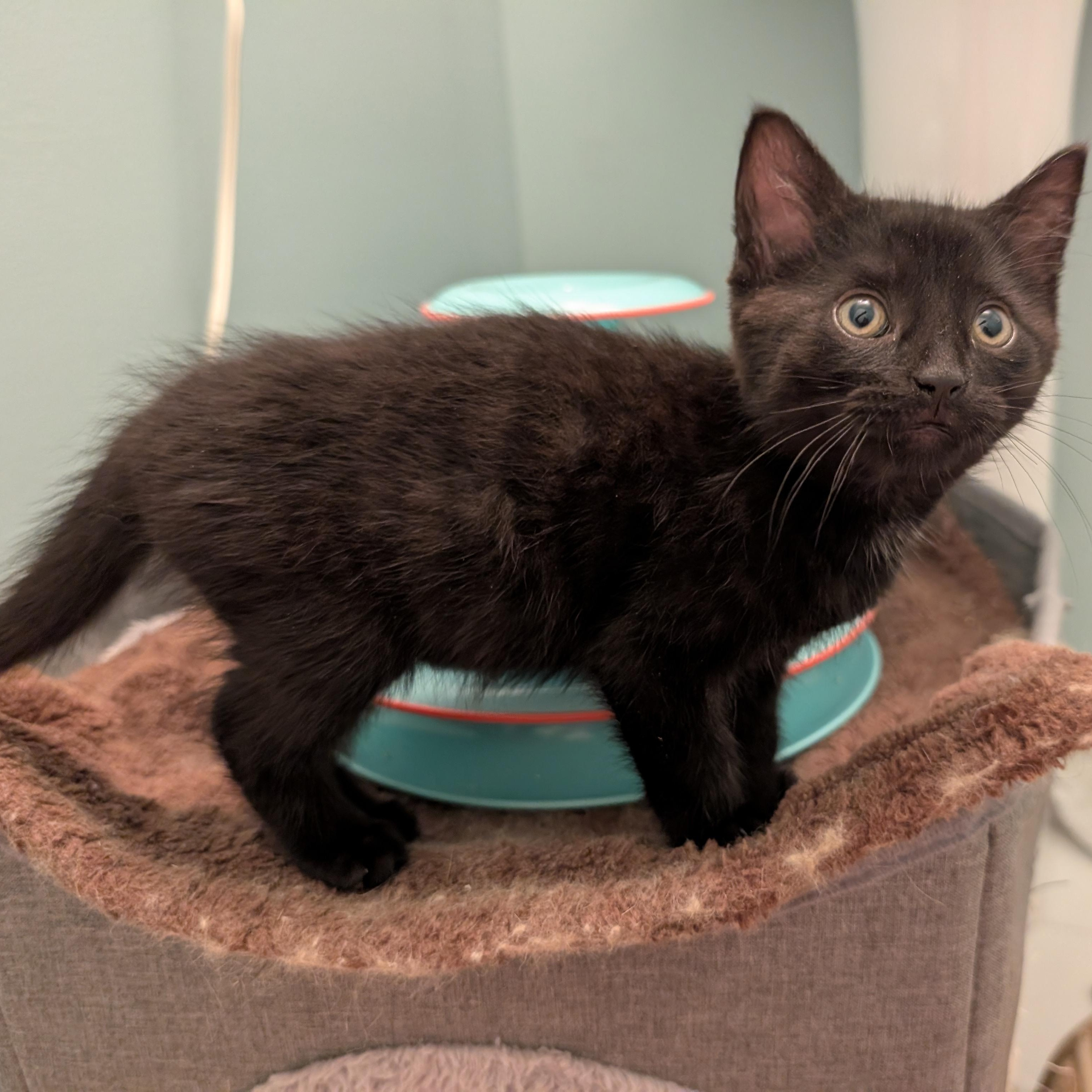 Stormi, a ADOPTABLE Domestic Short Hair in Ottawa, ON image 2/6