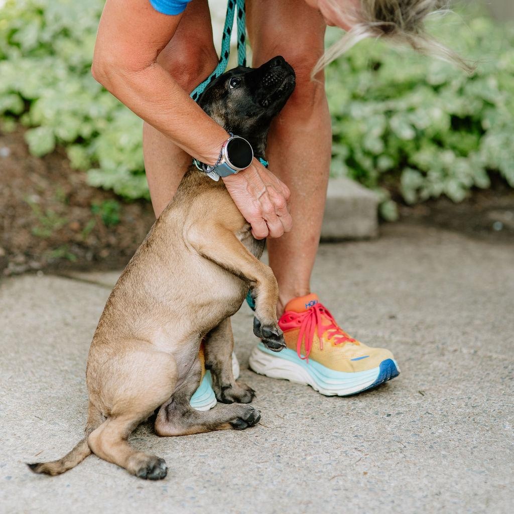 Enlarge Mula, an adopted mixed breed in Chester Springs, PA image 5/6