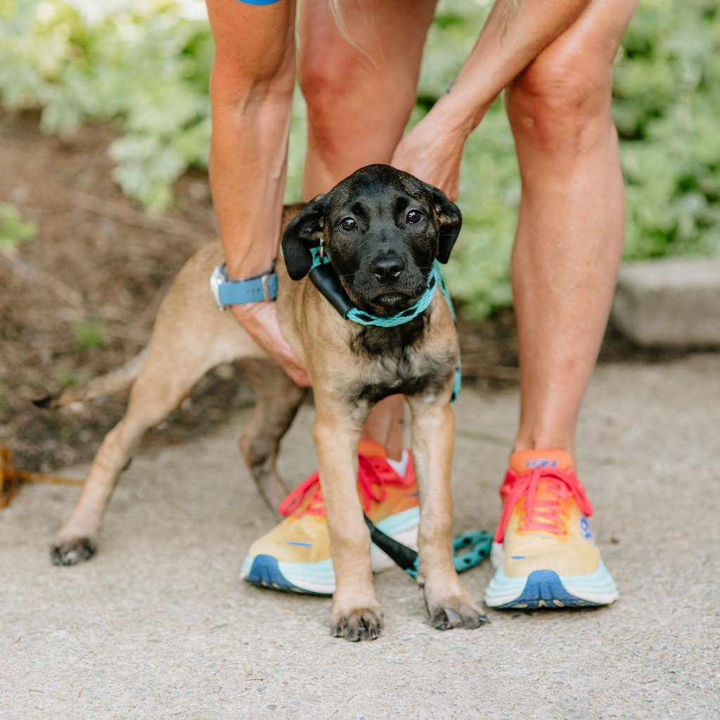 Mula, adopted, Puppy Female Belgian Shepherd / Malinois & Mixed Breed.