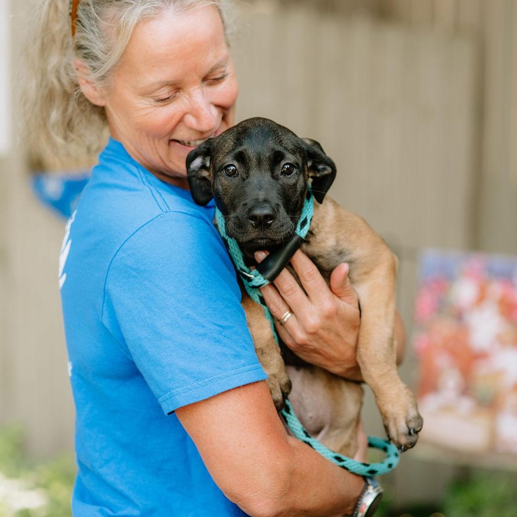 Enlarge Mula, an adopted mixed breed in Chester Springs, PA image 2/6