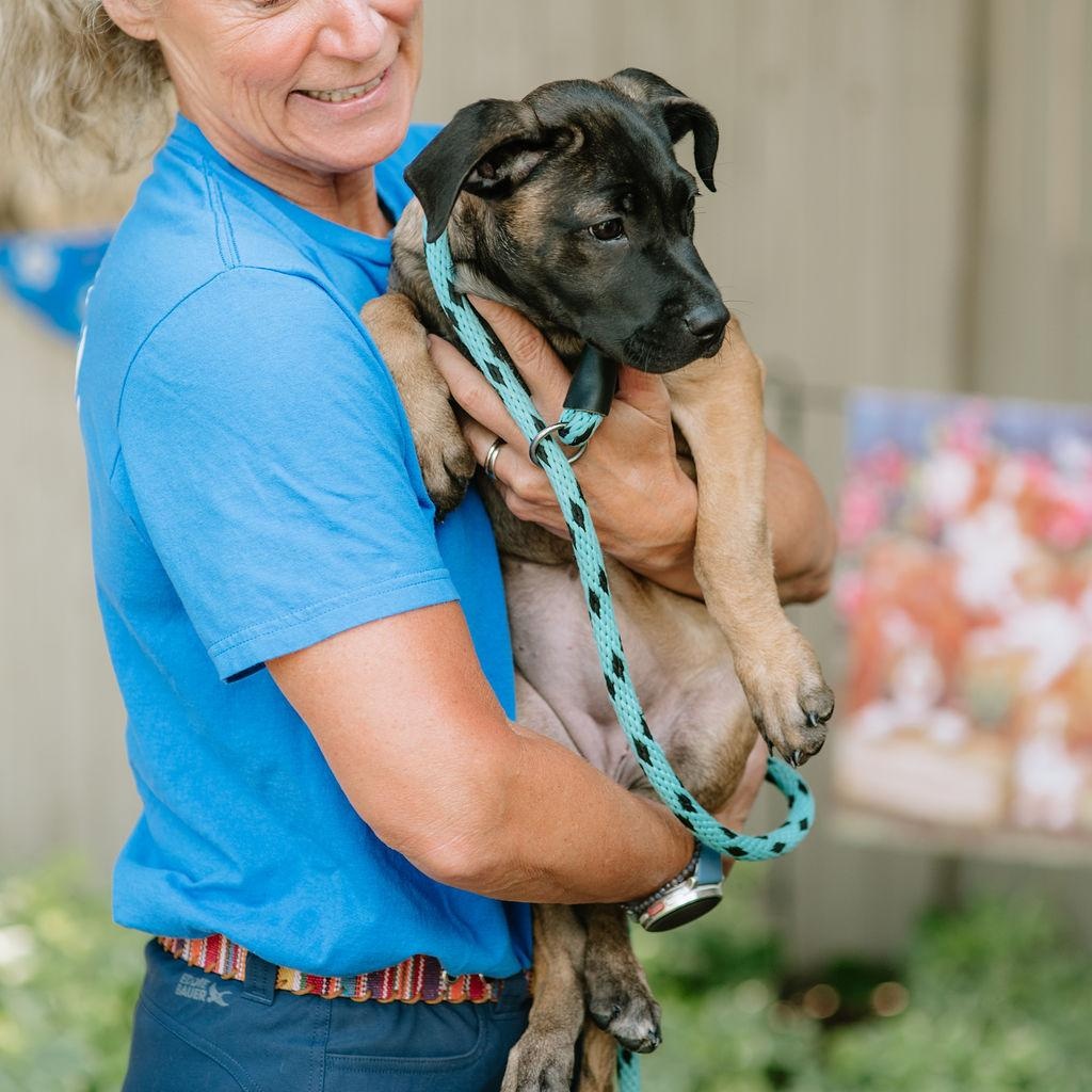Enlarge Mula, an adopted mixed breed in Chester Springs, PA image 6/6