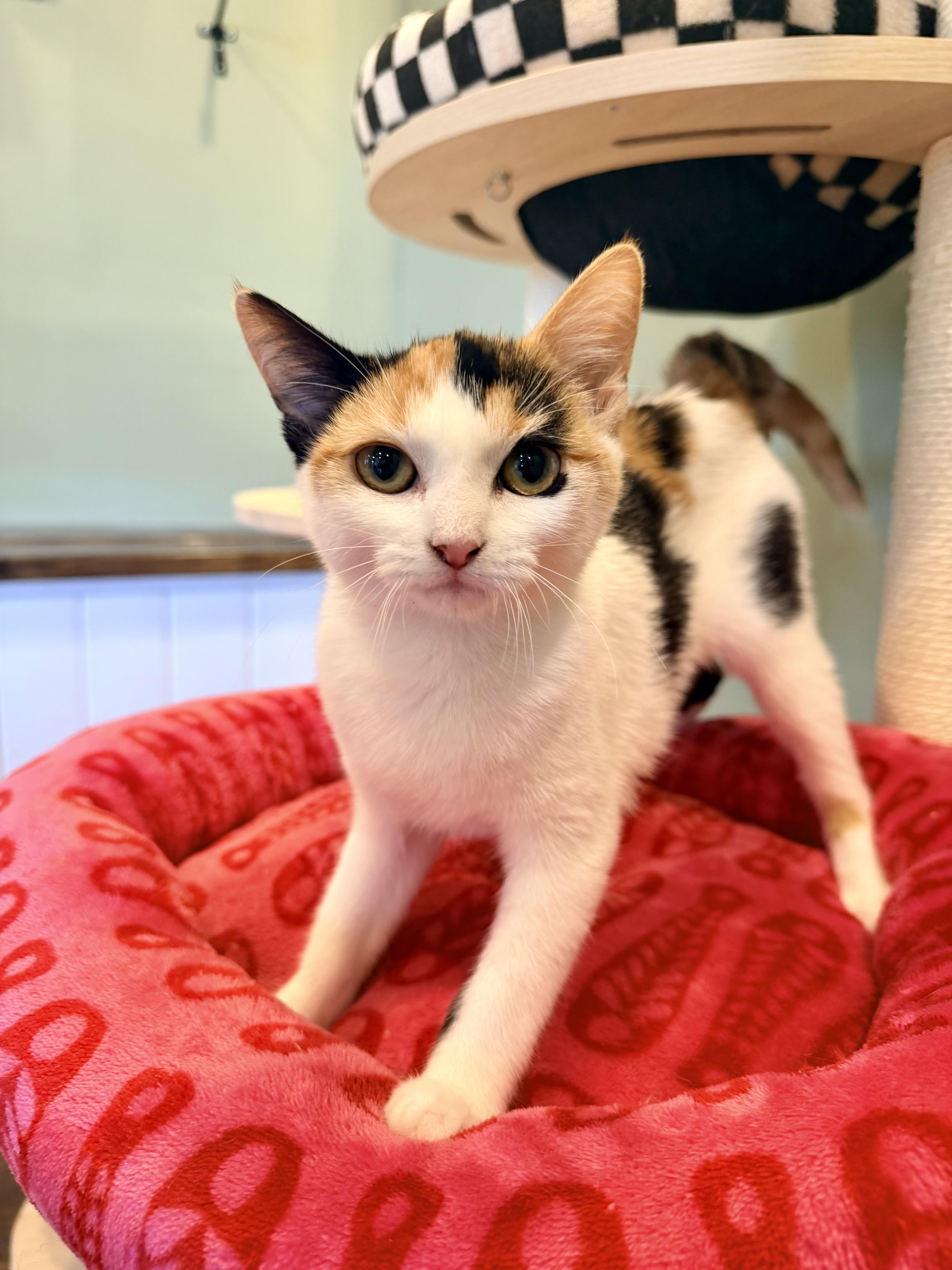 Autumn, Adopted, Kitten Female Domestic Short Hair.