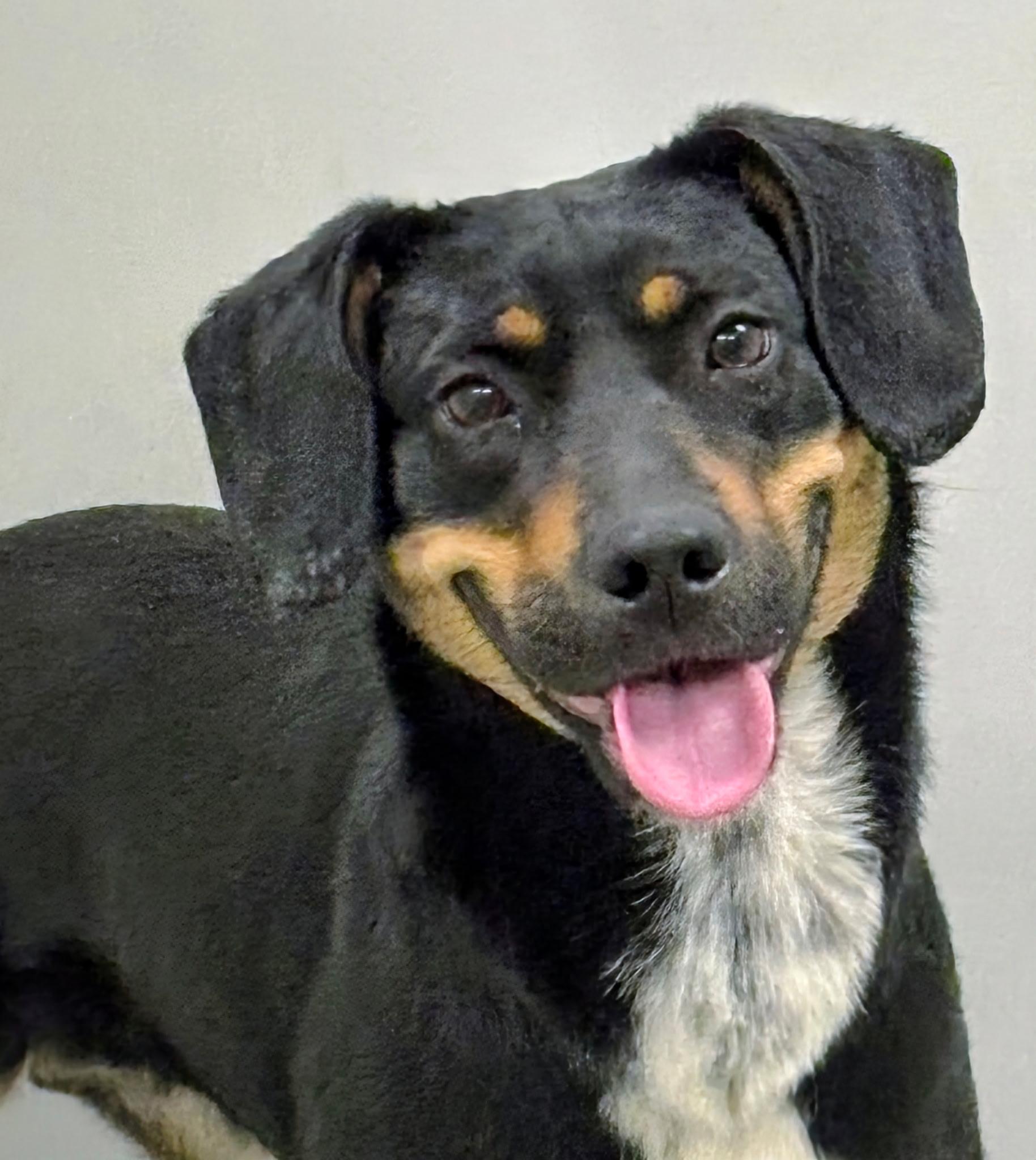 Astrid, ADOPTABLE, Adult Female Mixed Breed.