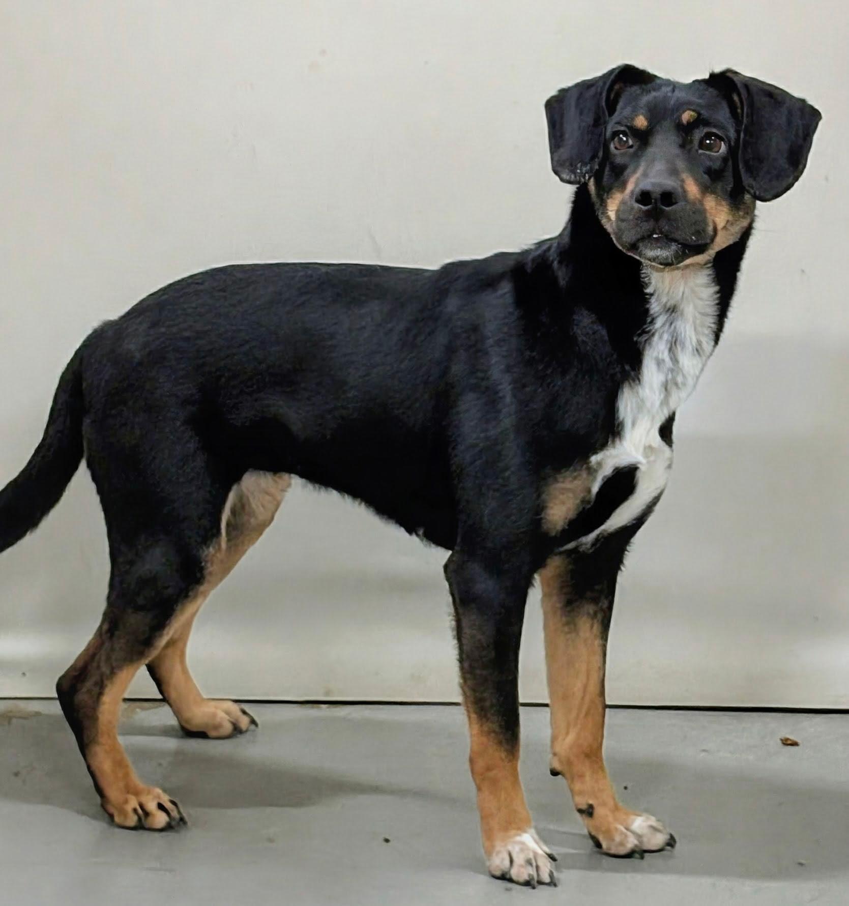 Enlarge Astrid, a ADOPTABLE Mixed Breed in Aurora, NE image 4/4