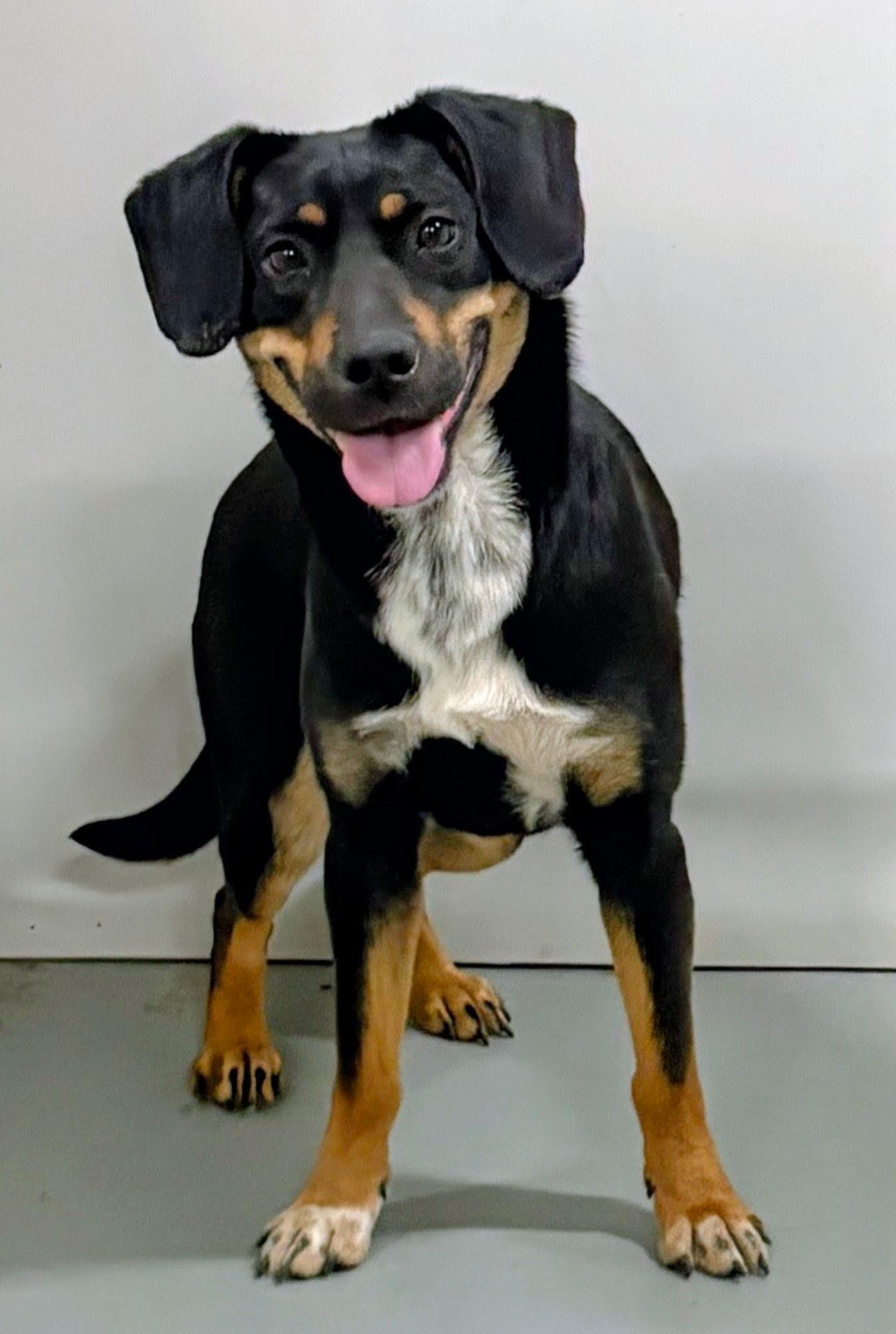 Enlarge Astrid, a ADOPTABLE Mixed Breed in Aurora, NE image 3/4